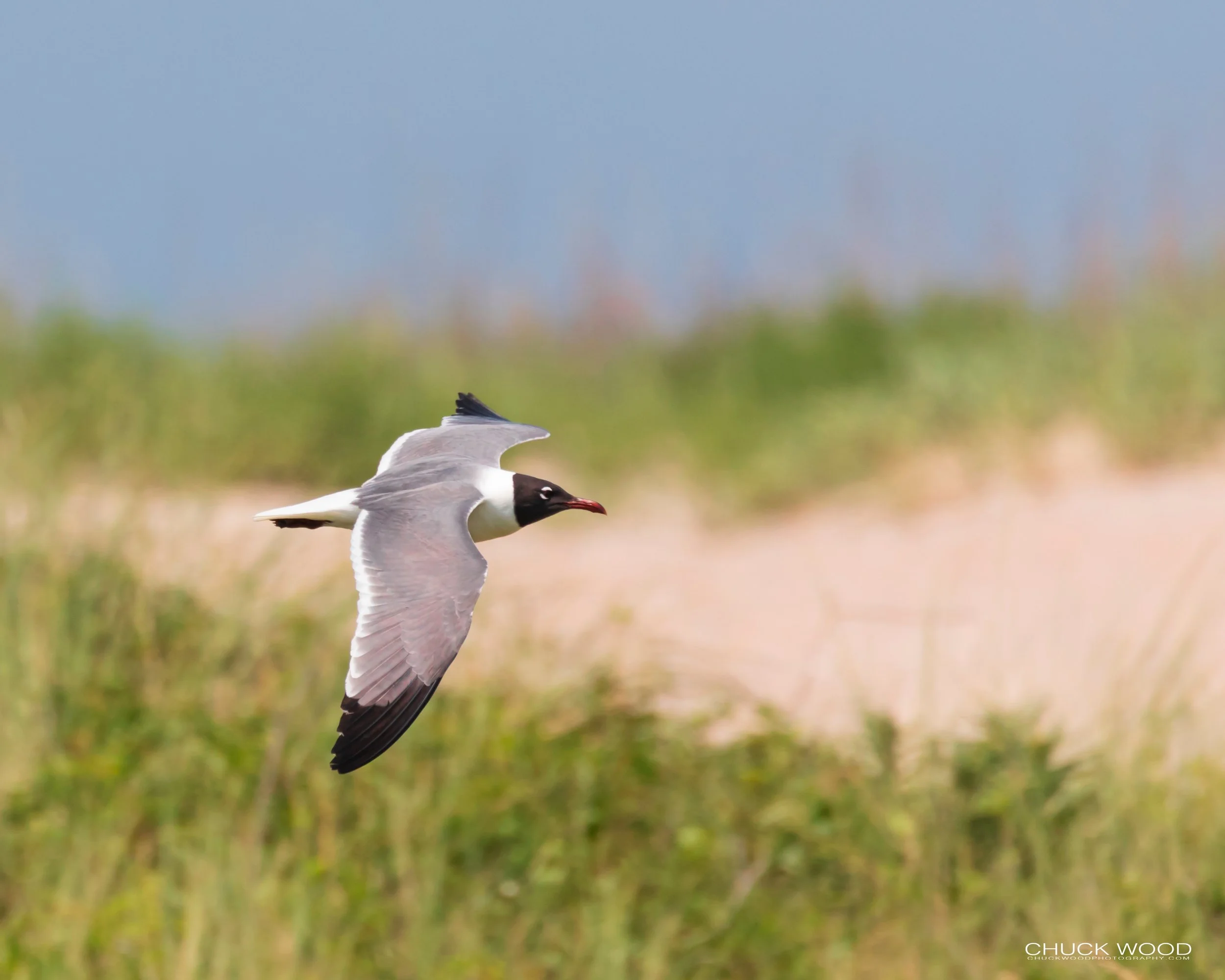 Pea Island, NC 2019 