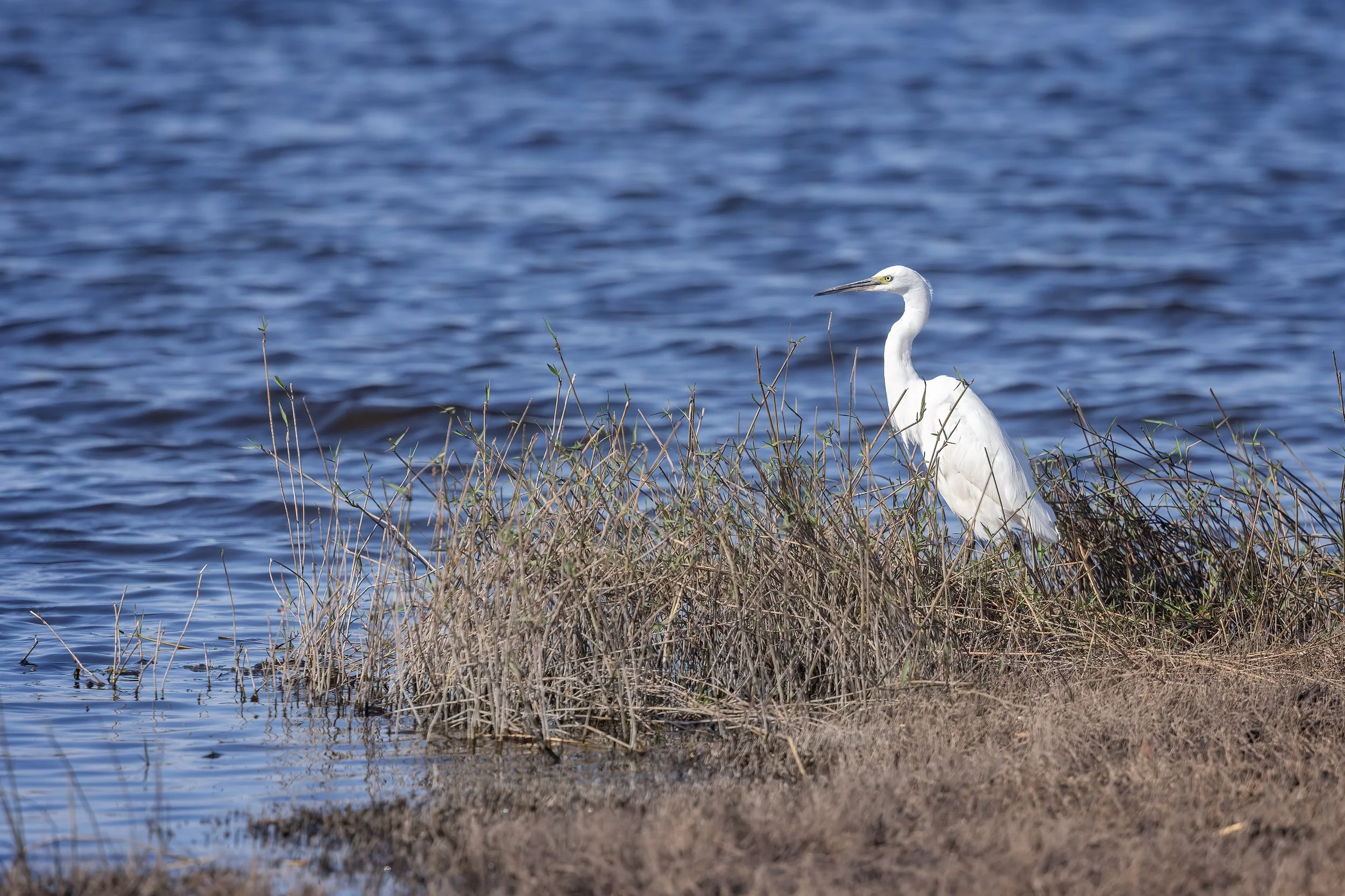  Chobe Riverfront, Botswana 2023 