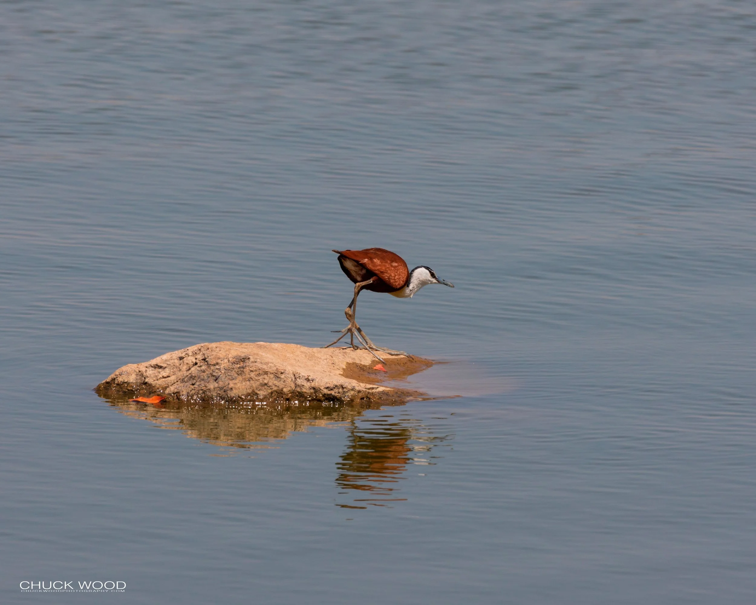  Hwange, Zimbabwe 2019 