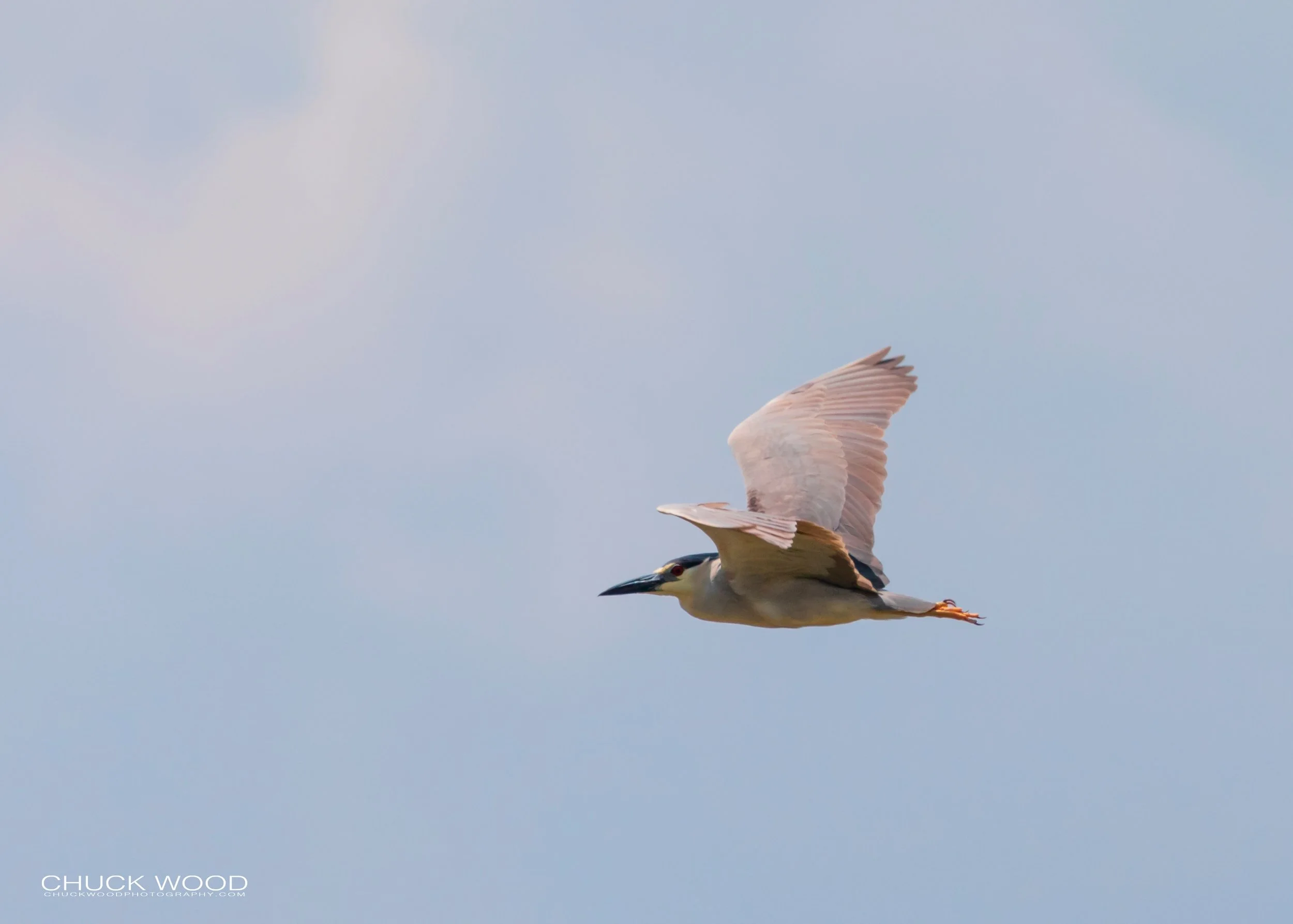  Pea Island, NC 2019 