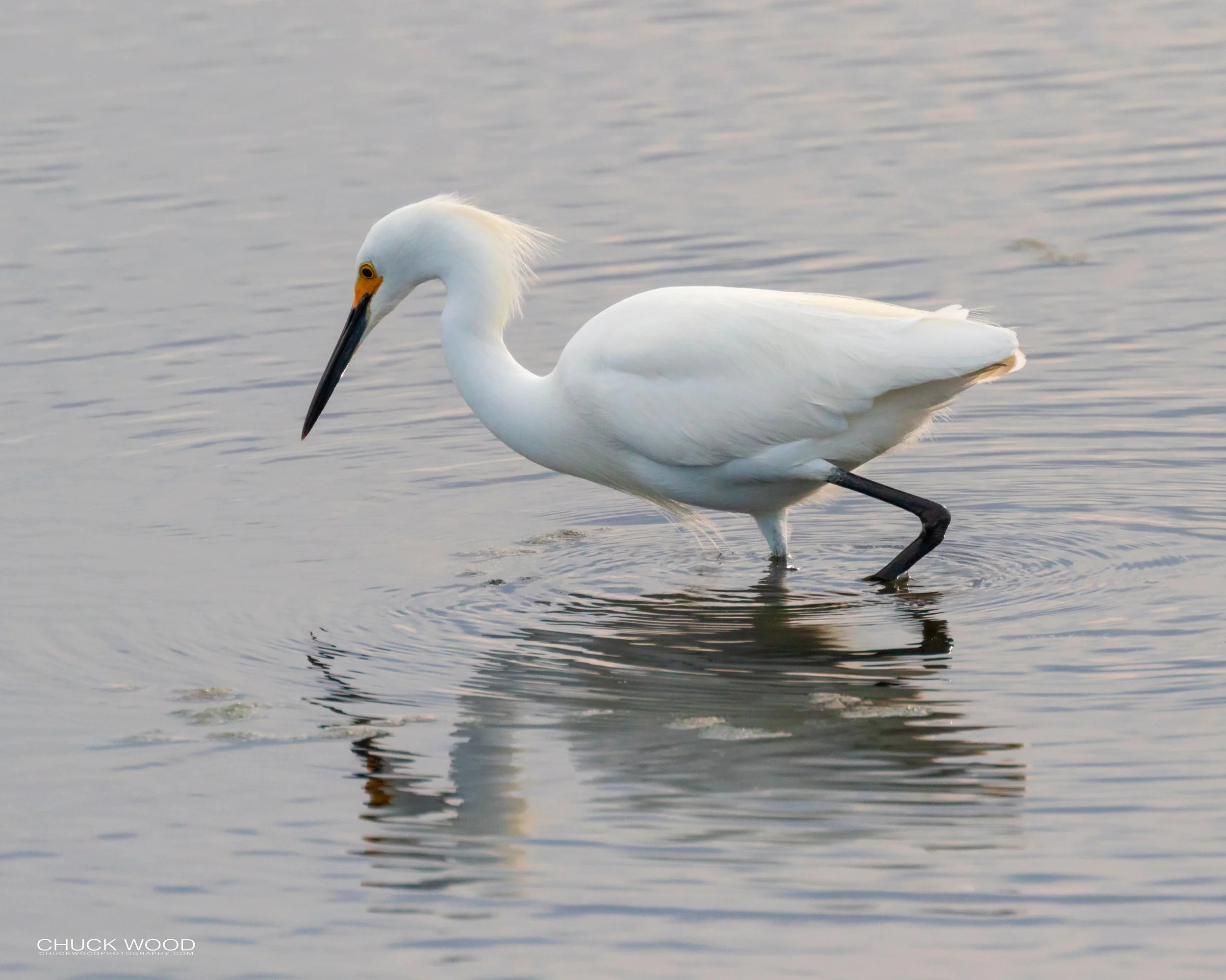  Forsythe NWR, NJ 2019 