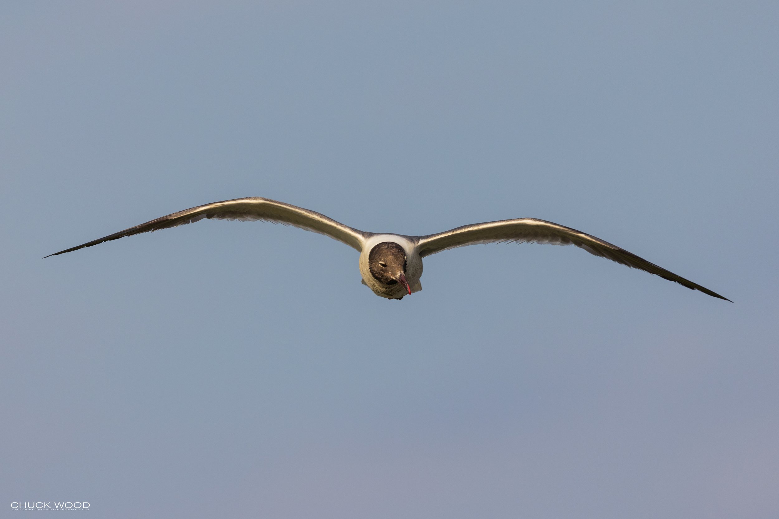  Forsythe NWR, NJ 2021 