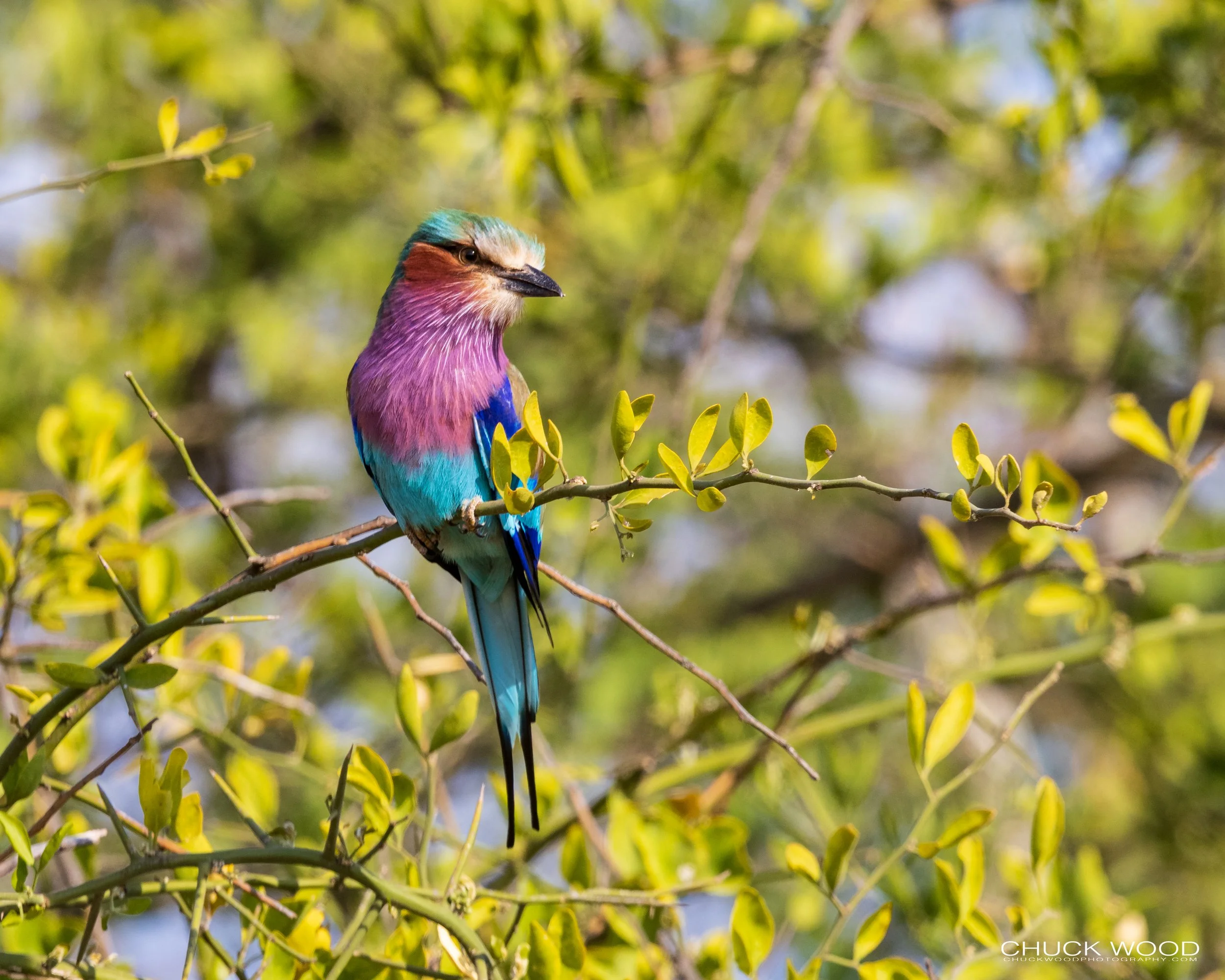  Tarangire, Tanzania 2021 