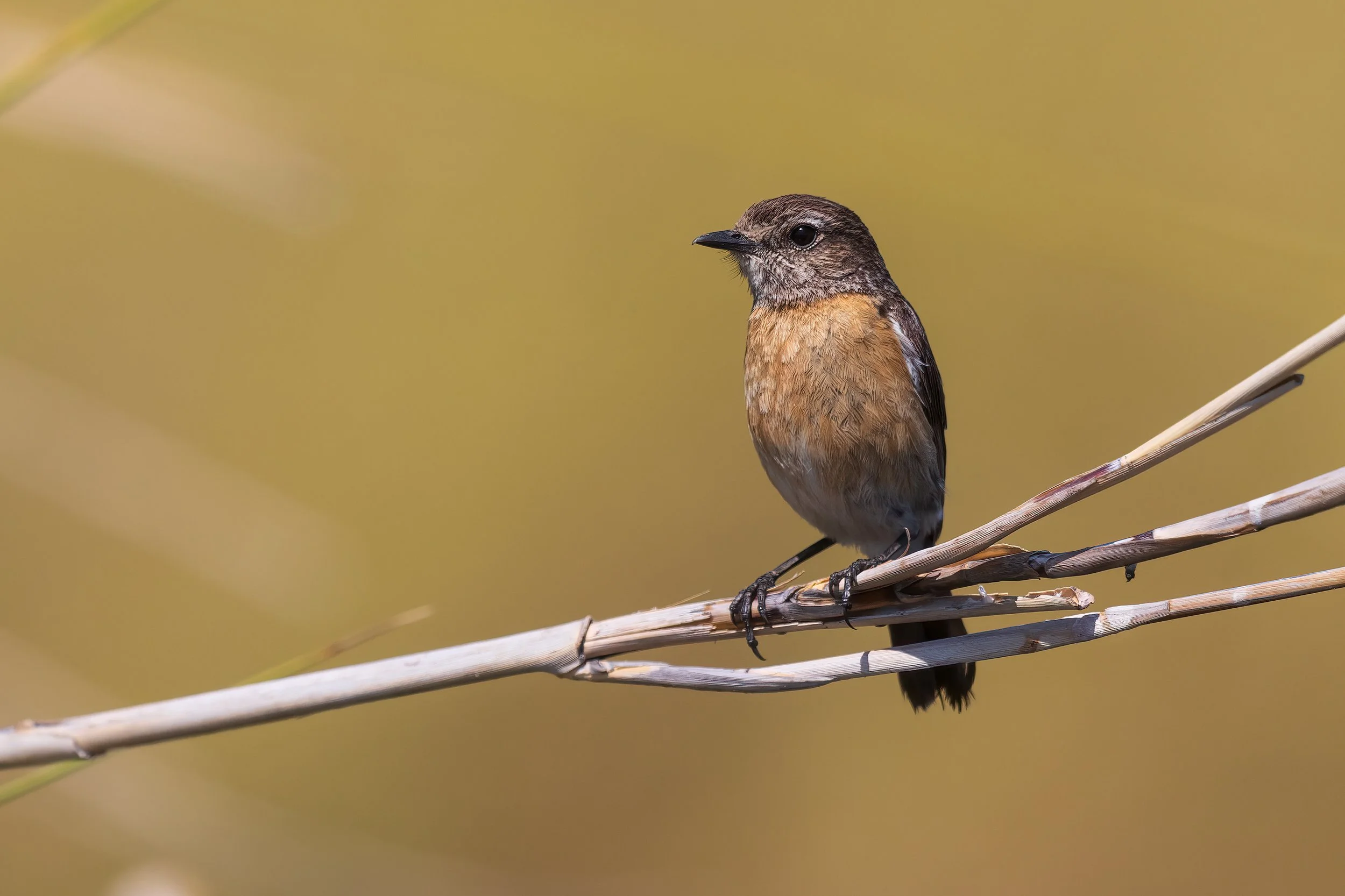  Moremi, Botswana 2023 