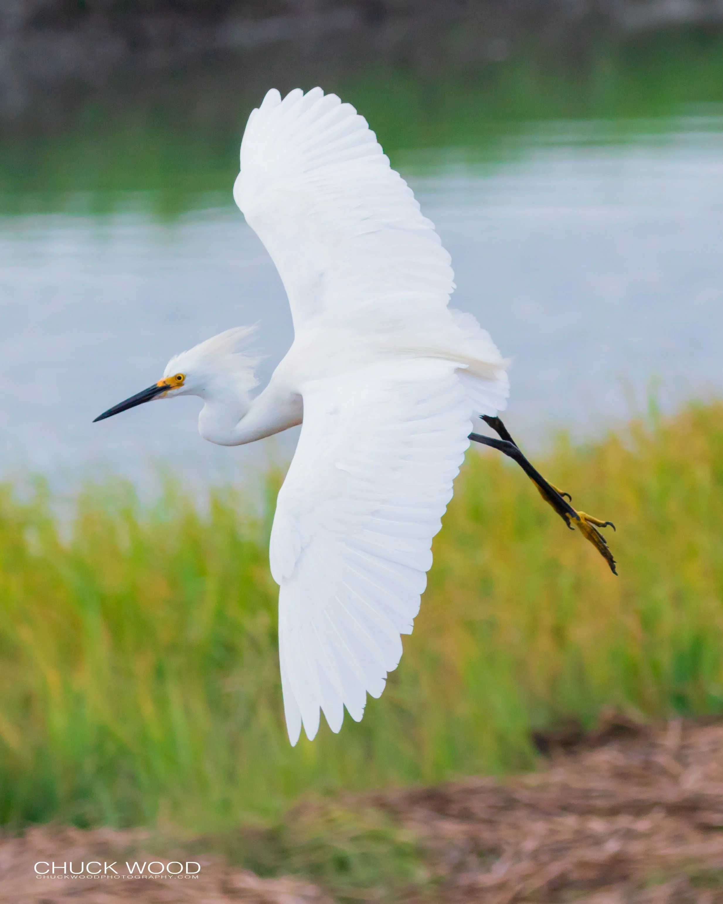  Forsythe NWR, NJ 2019 