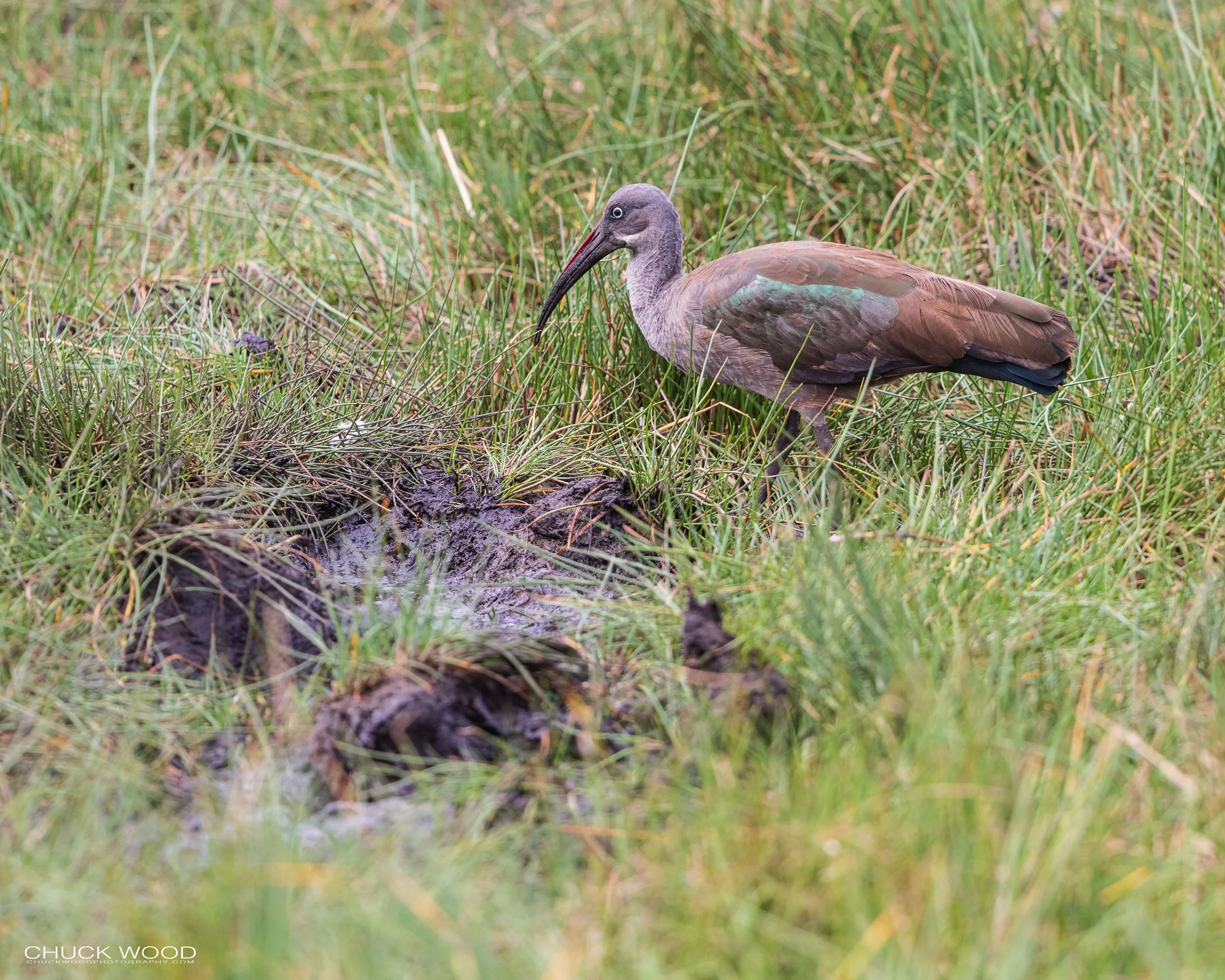  Arusha, Tanzania 2021 