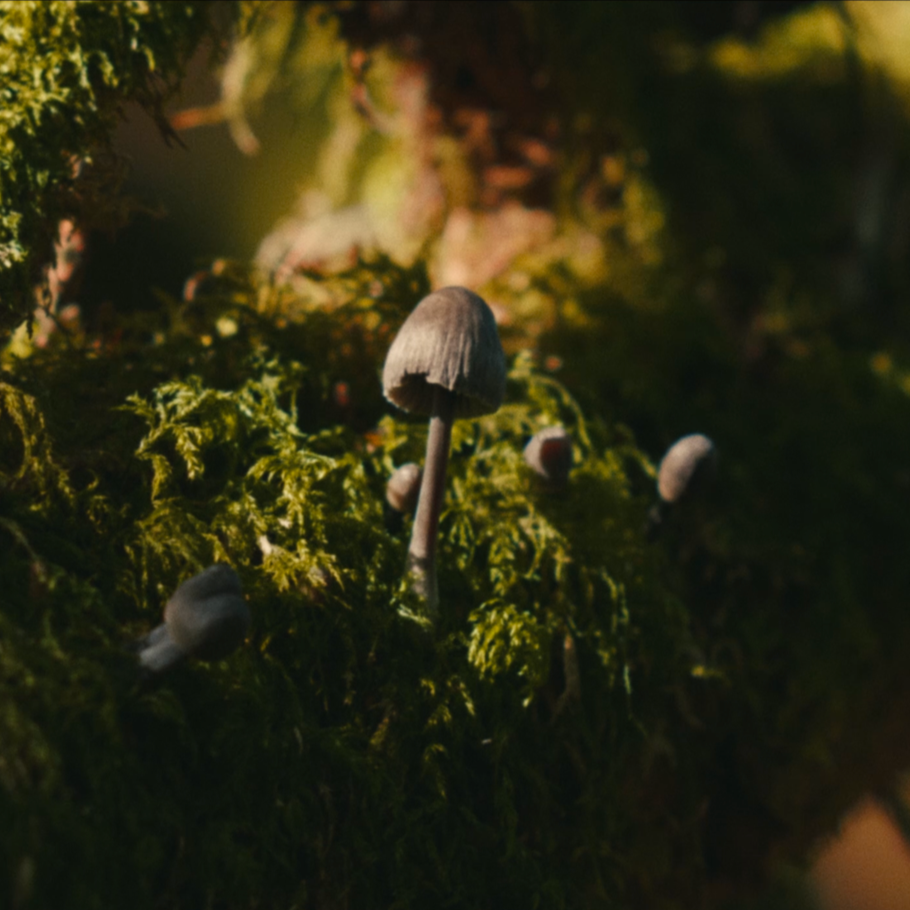 LABS Gaelic Voices Trailer
