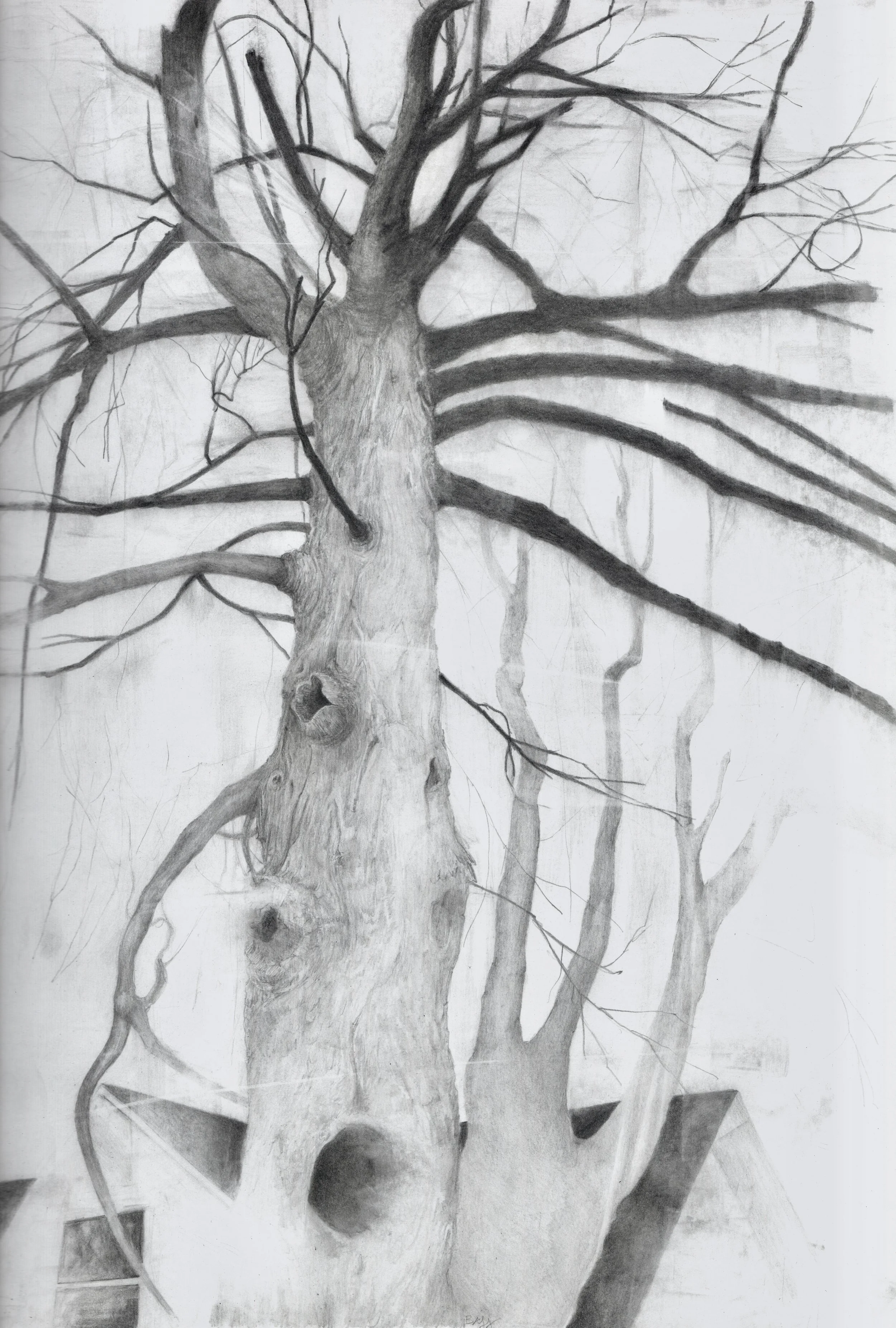 tree at the end of the lane