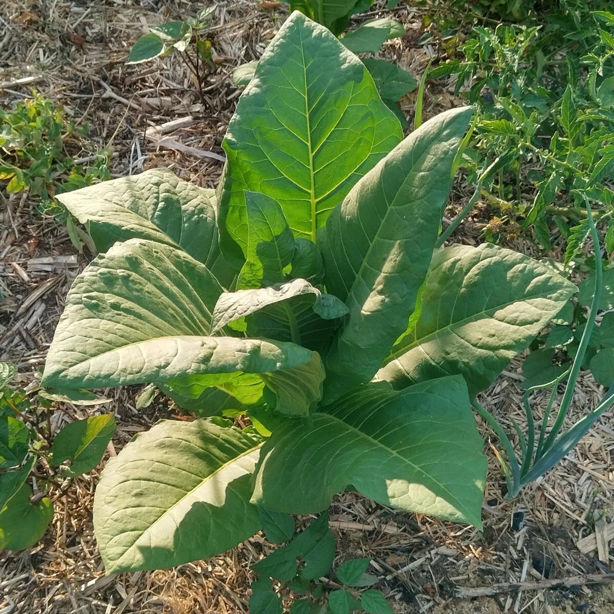 Young green plant with large, broad leaves growing in soil with mulch and smaller surrounding plants.