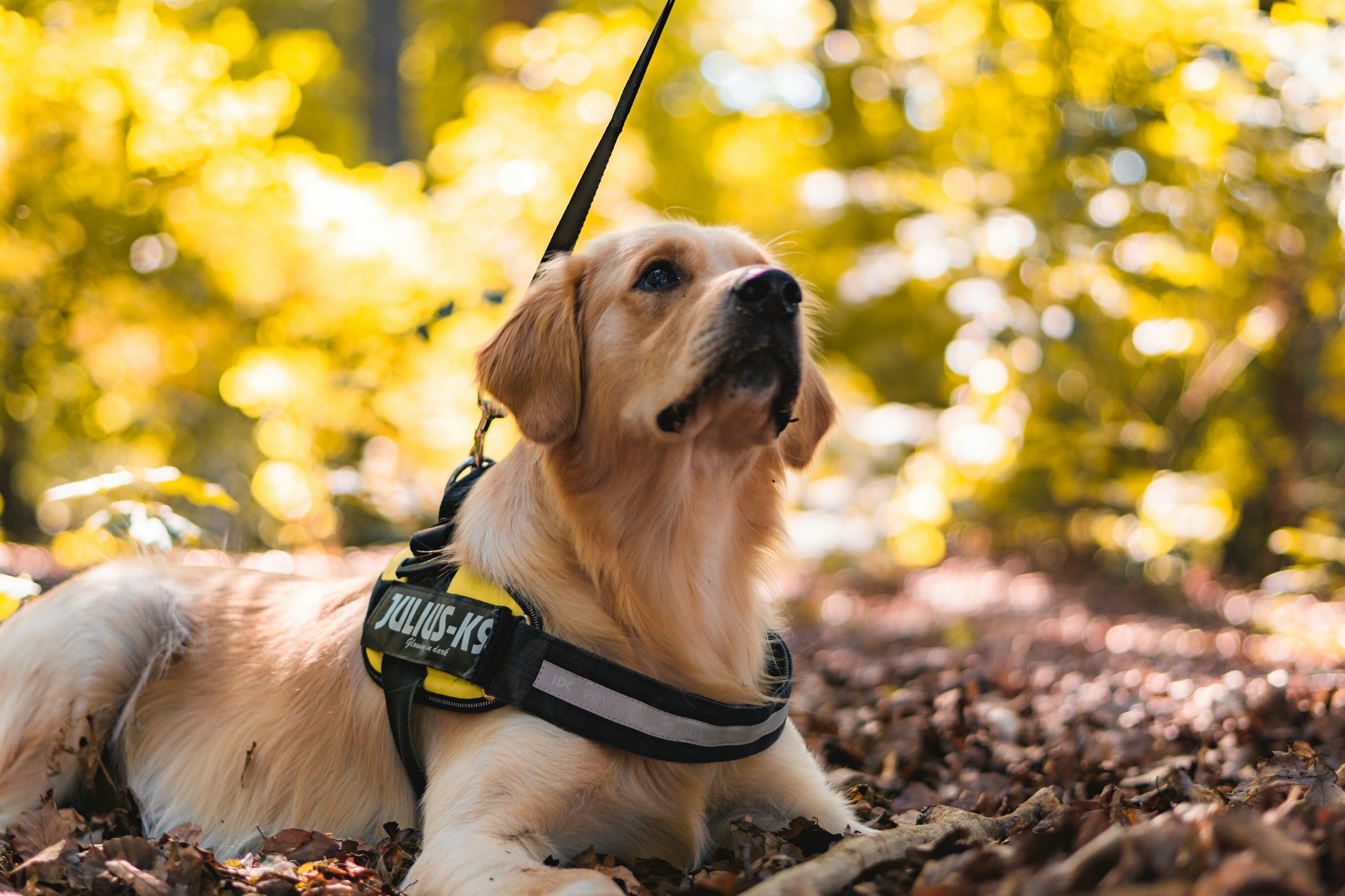 Emotional Support Animals, Pets, and Service Animals&nbsp;in Public 