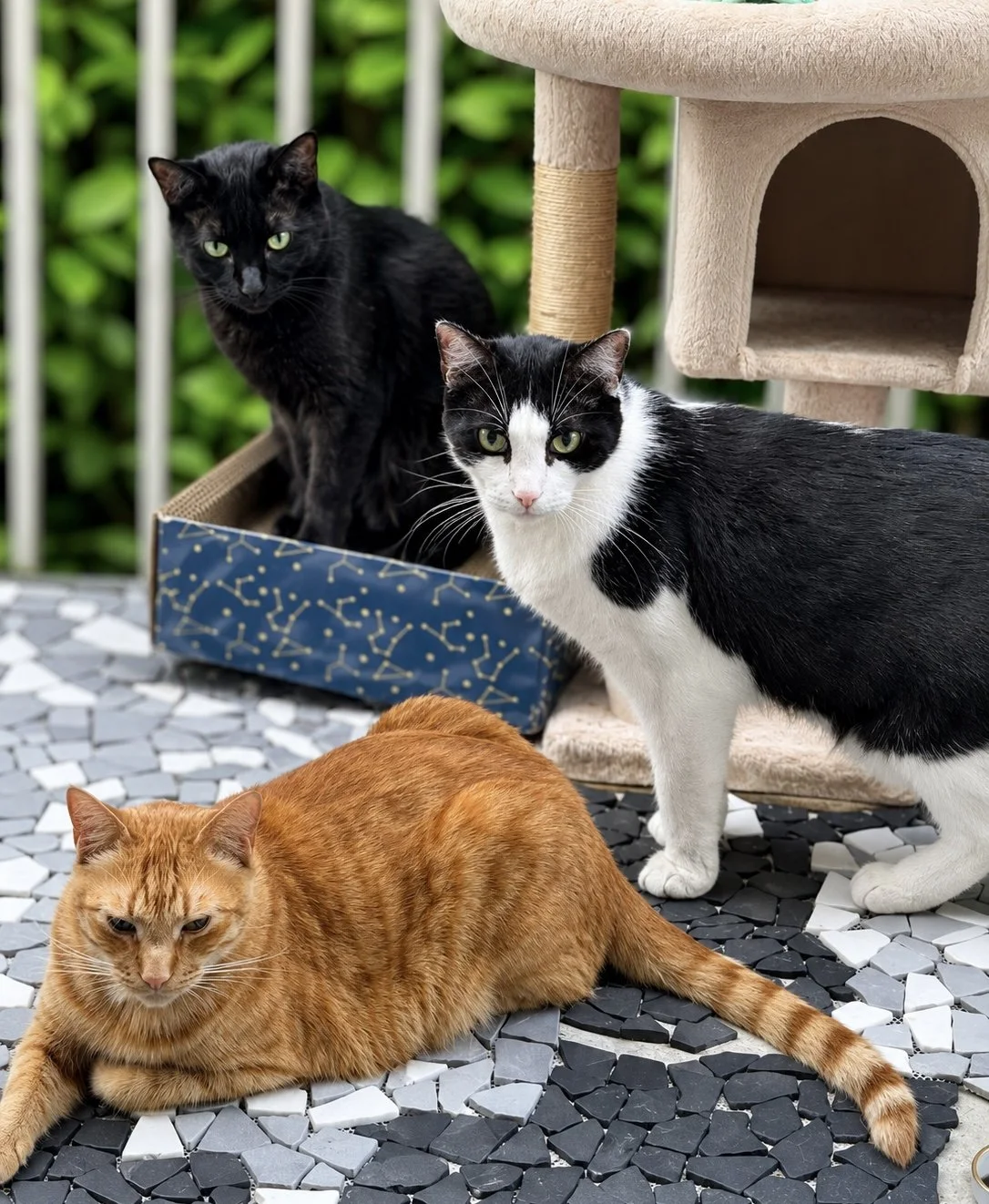 Make space for adult cats from same litter