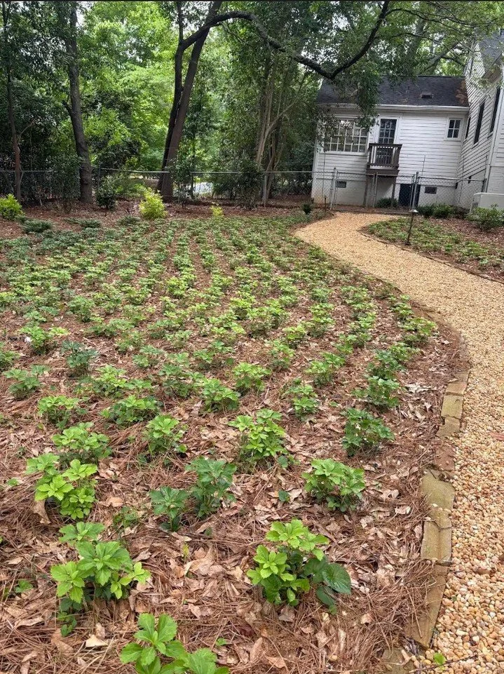 It's time to check in on a past project. Look how nicely this pachysandra lawn is filling in!

Did you know that pachysandra is a great ground cover in areas where it's difficult to spread mulch? It also helps with erosion control by holding sediment
