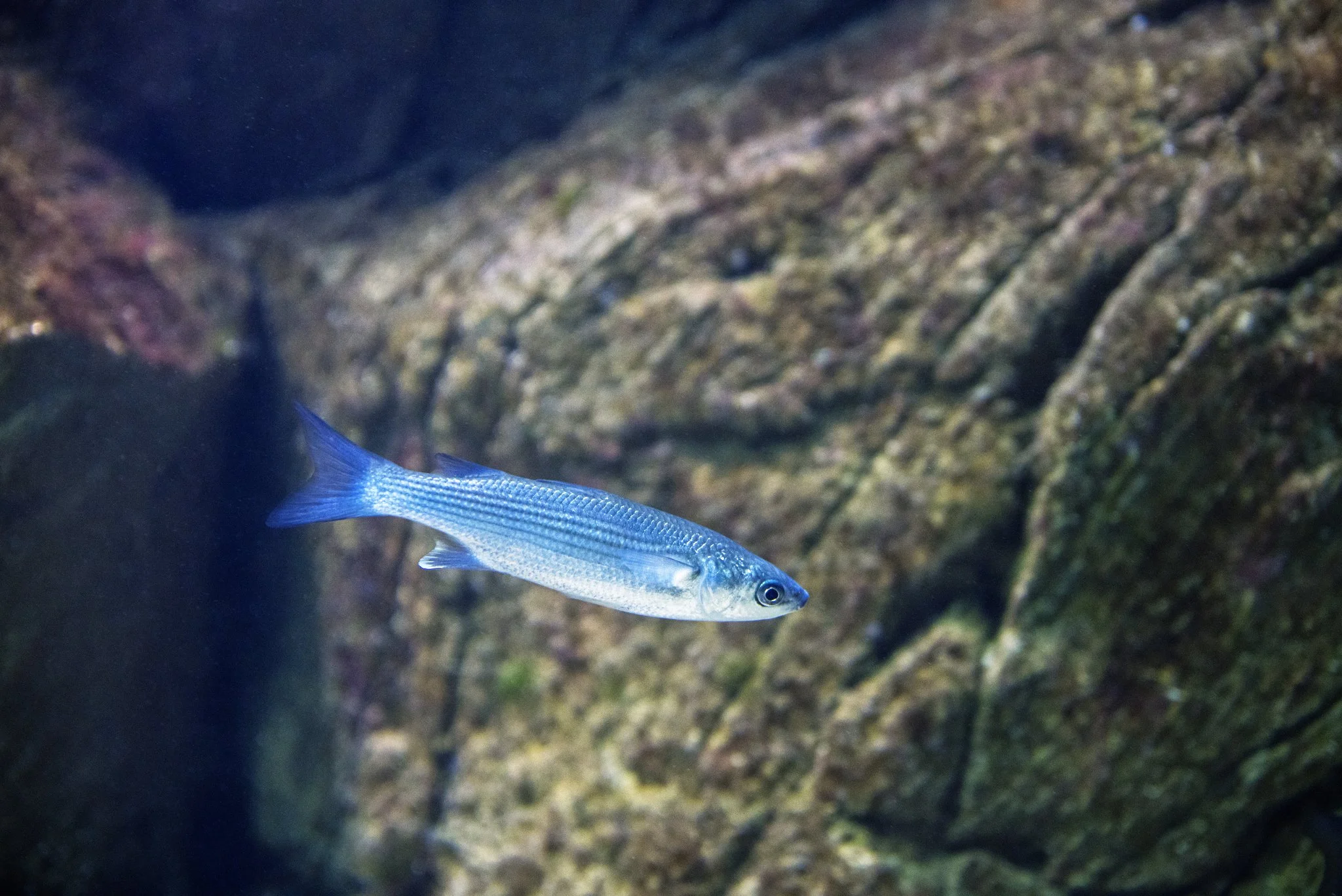 Mulet lippu - Novembre 2025