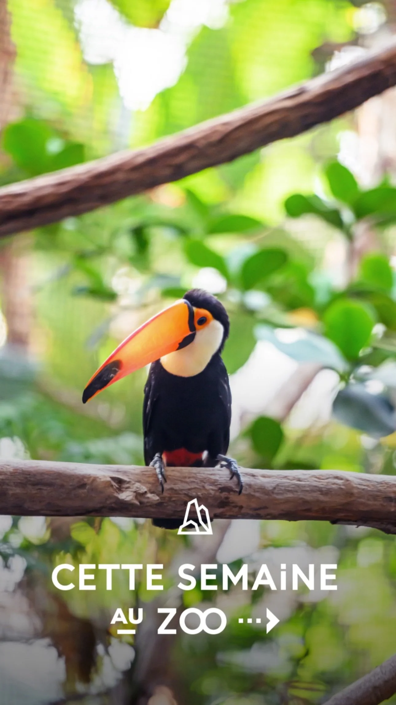2026 Instagram story for the Zoo de Paris, MNHN, Paris