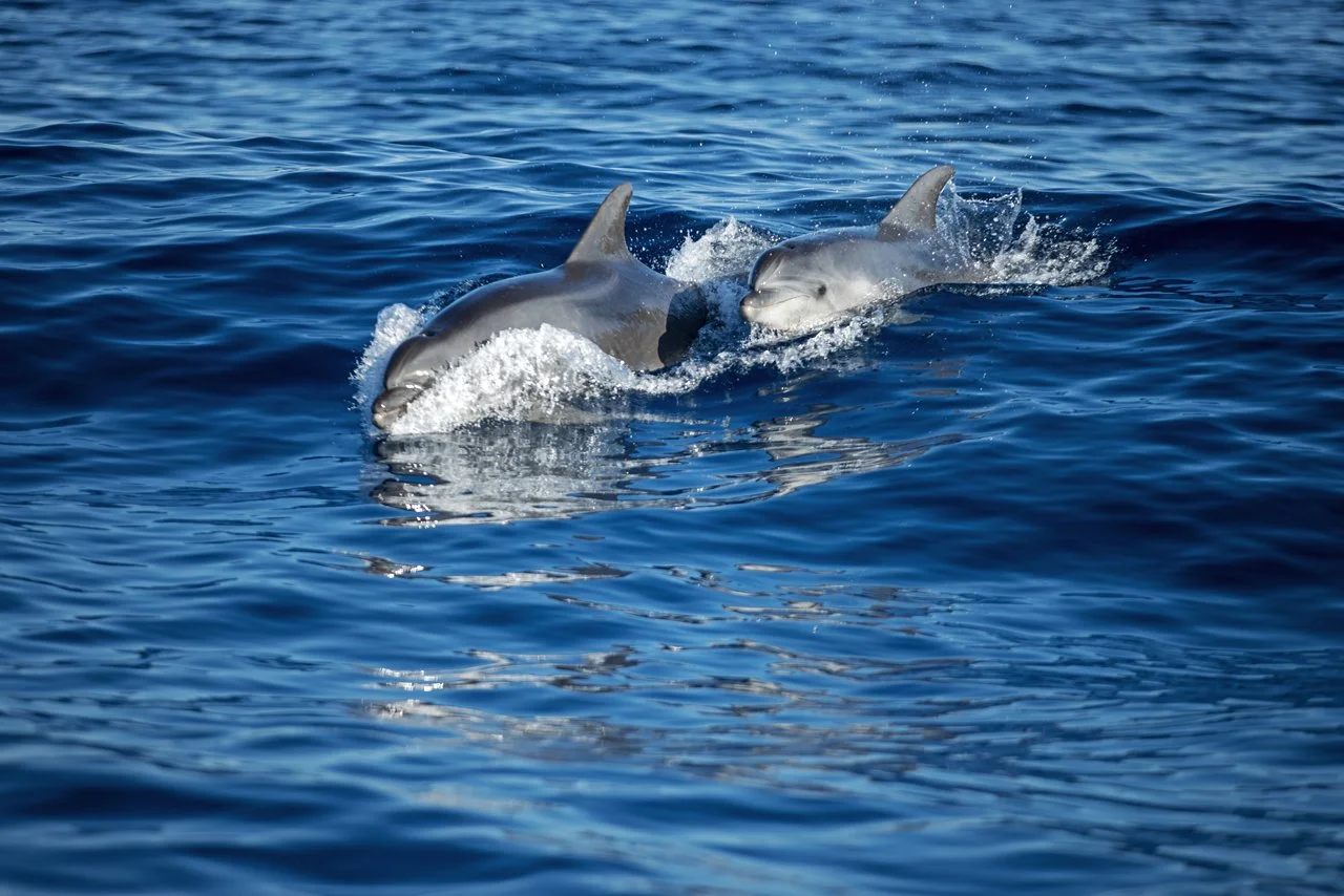 Grand dauphin - Common bottlenose dolphin - Tursiops truncatus, Sanary-sur-Mer, France - 2025