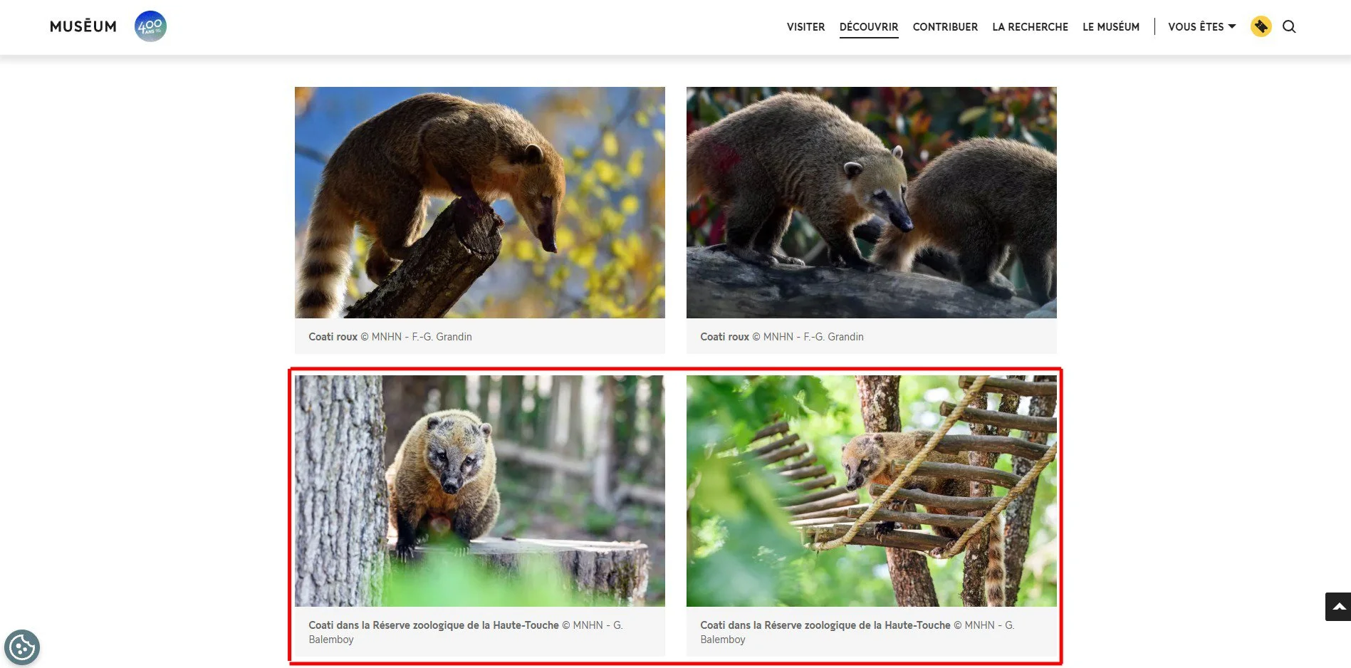 South American coati, the Muséum website, 2026