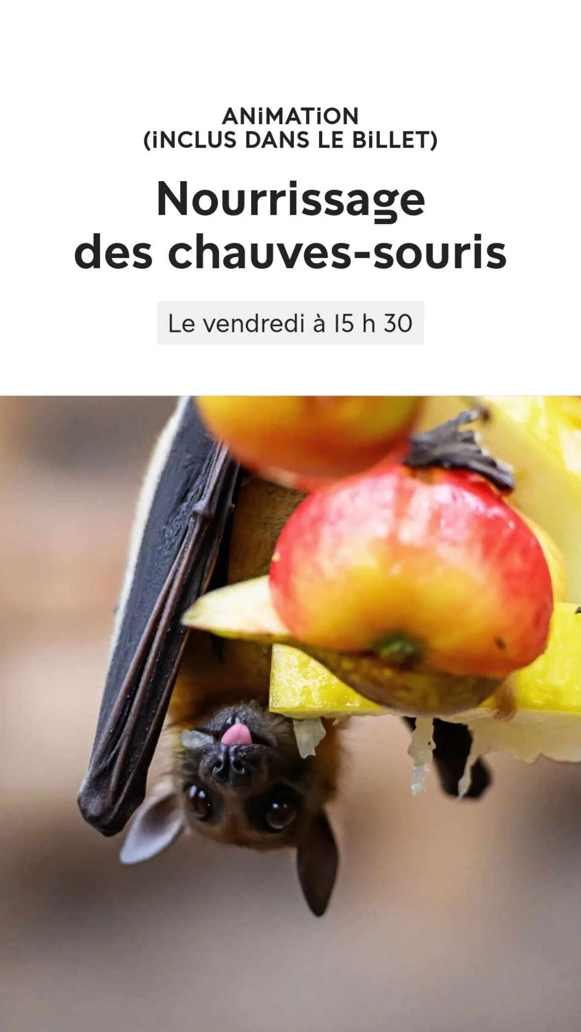 2025 Instagram story for the Zoo de Paris, MNHN, Paris