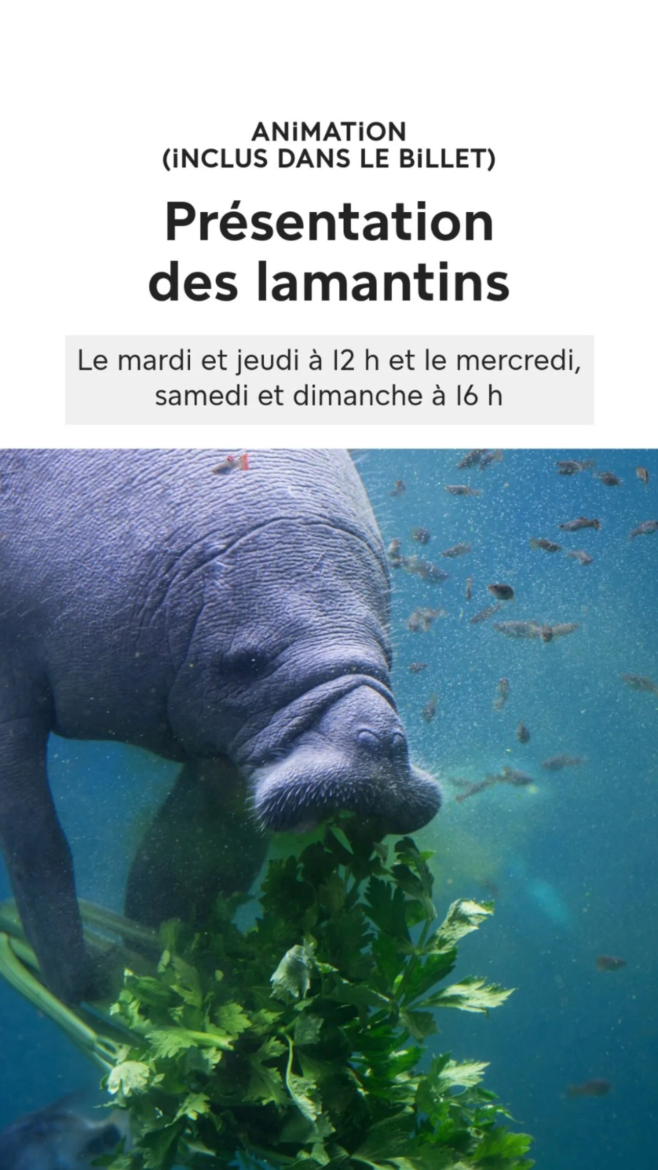 2026 Instagram story for the Zoo de Paris, MNHN, Paris