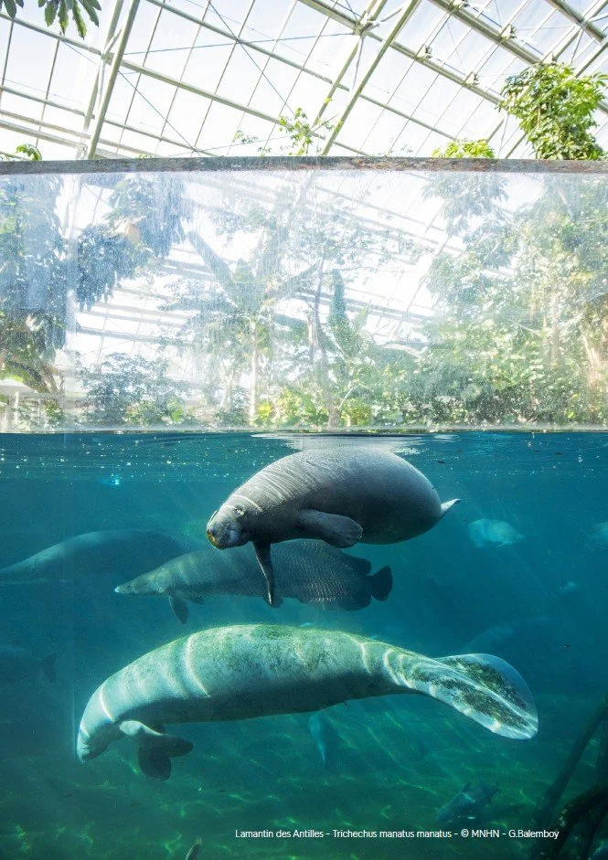 "Voyage en Milieux Humides" season, MNHN, Paris - press release - January 2026