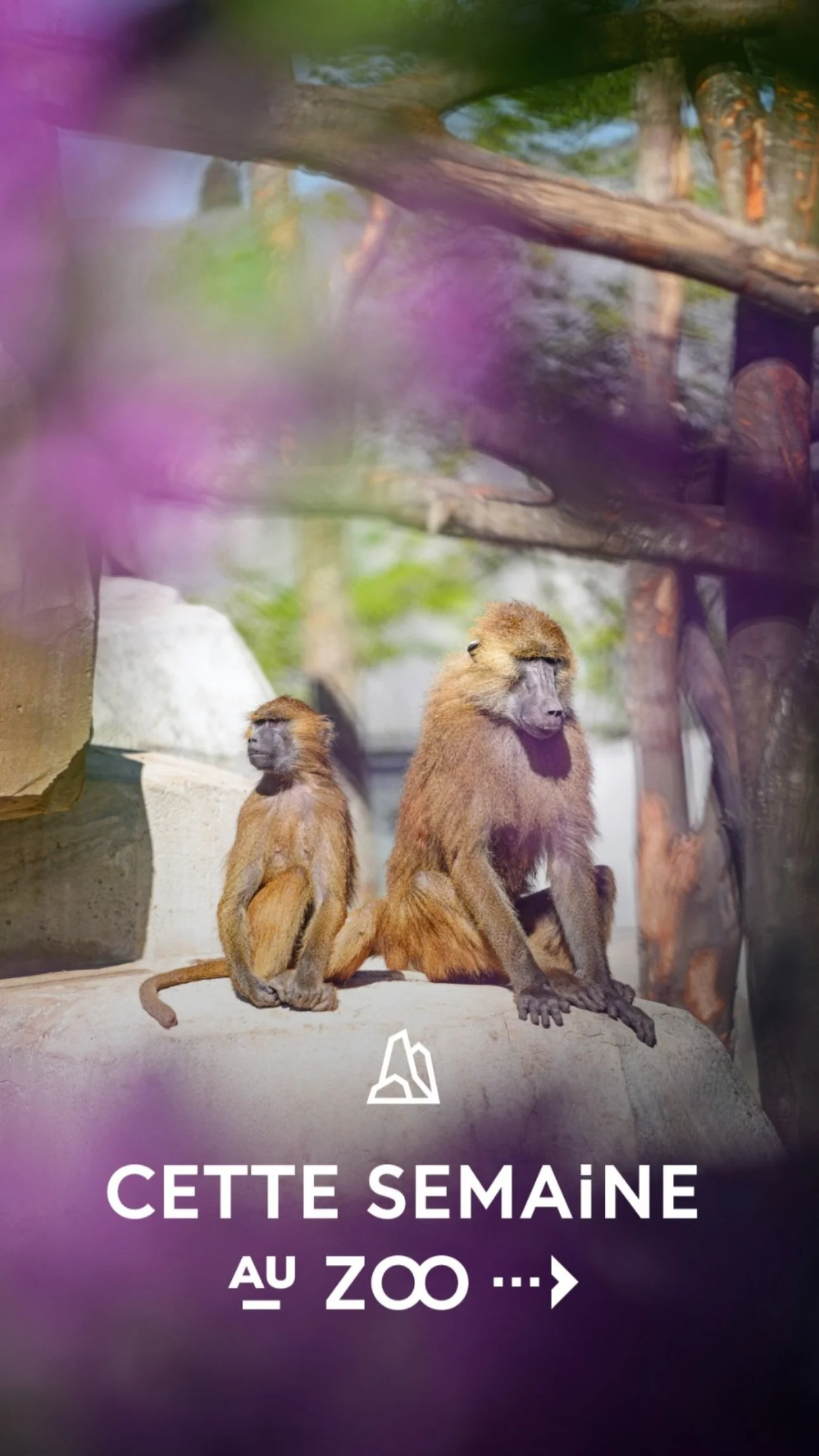 2026 Instagram story for the Zoo de Paris, MNHN, Paris