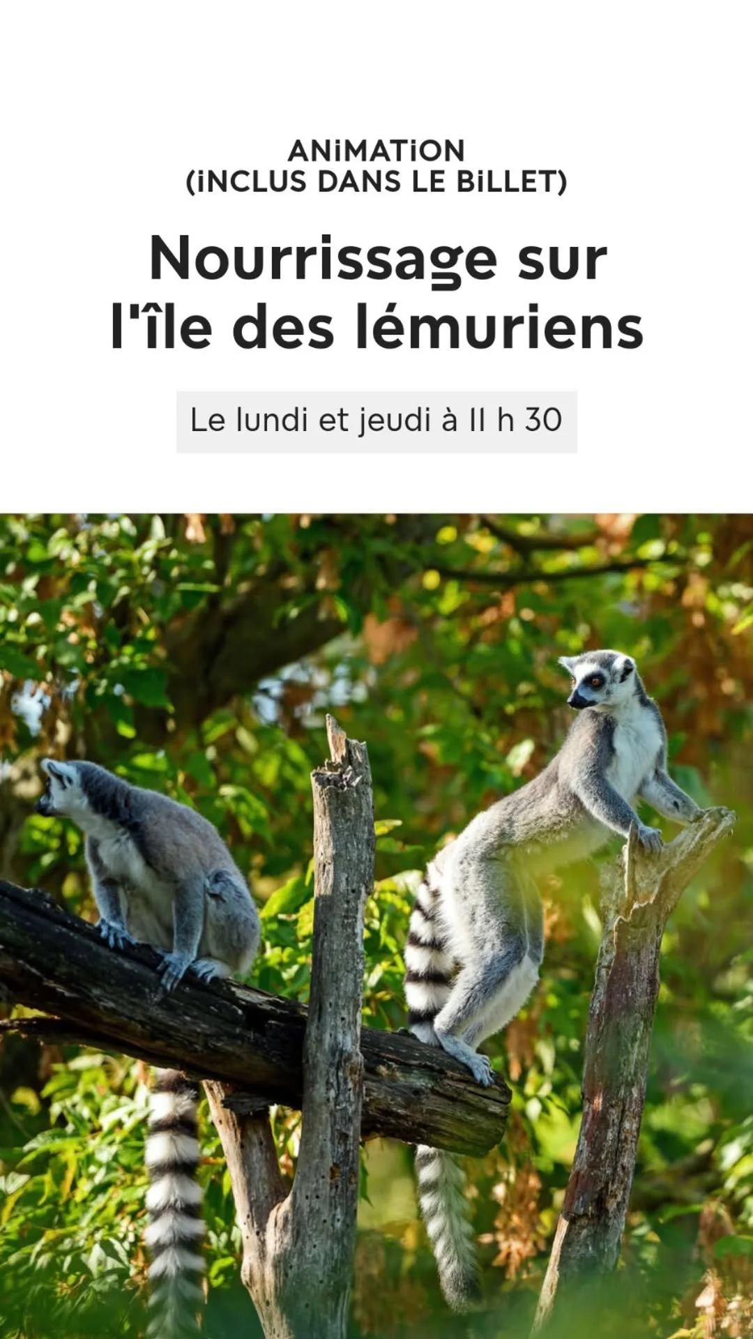 2026 Instagram story for the Zoo de Paris, MNHN, Paris
