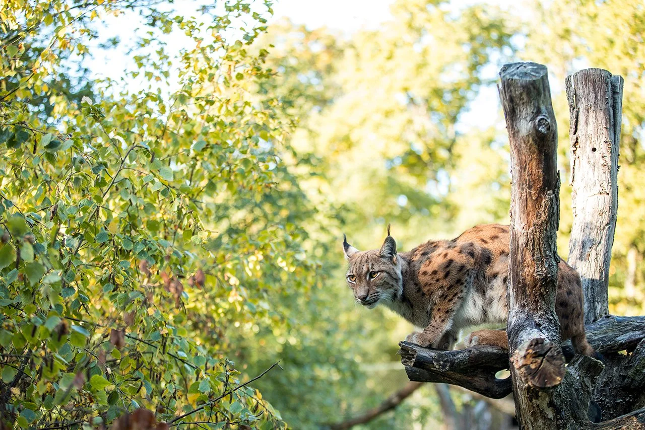 Lynx des Carpathes - Carpathian lynx - Lynx lynx carpathicus - Réserve zoologique de la Haute-Touche, Azay-le-Ferron, France - 2025