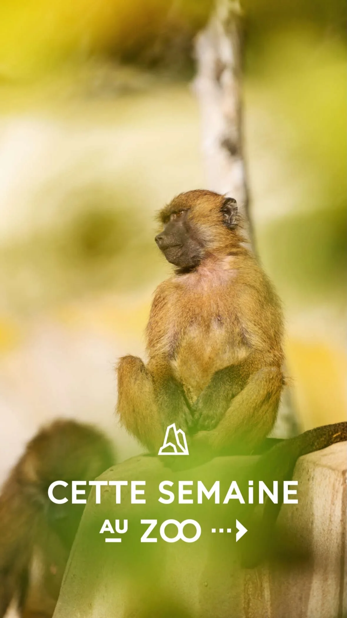 2025 Instagram story for the Zoo de Paris, MNHN, Paris