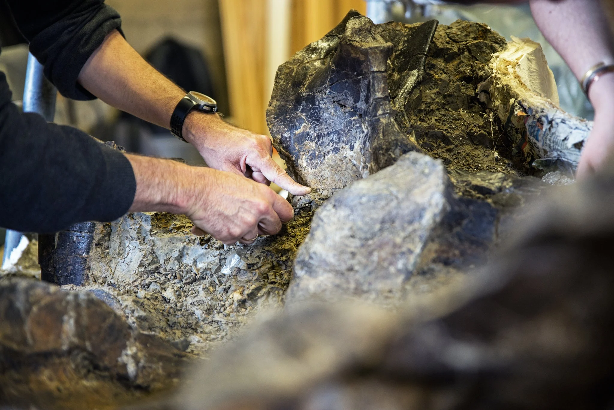 Fossile d'Angeac-Charente - Mai 2025