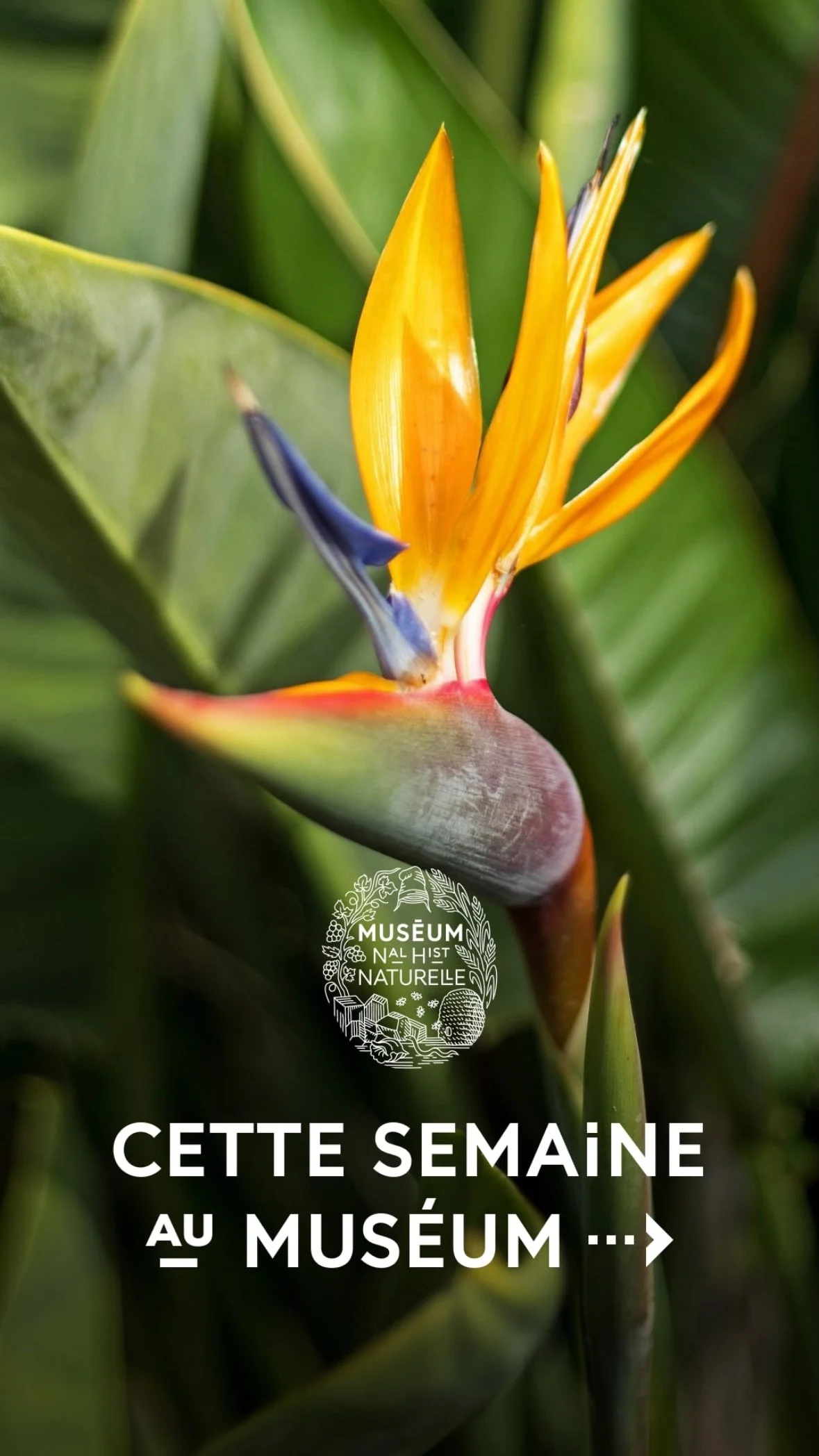 2026 Instagram story for the Muséum, MNHN, Paris