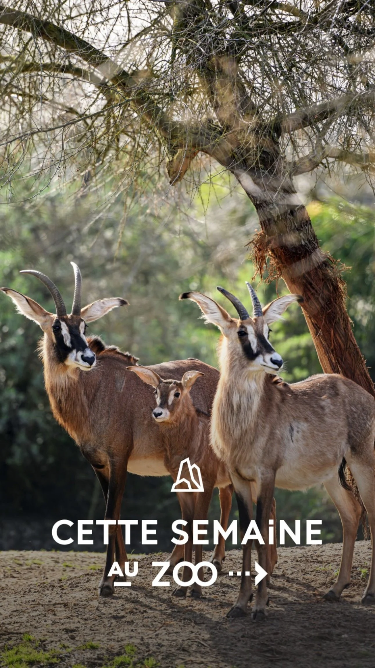 2026 Instagram story for the Zoo de Paris, MNHN, Paris