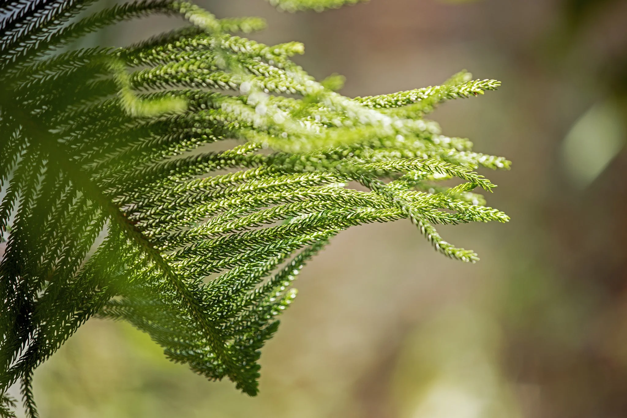 Grandes serres - Août 2025