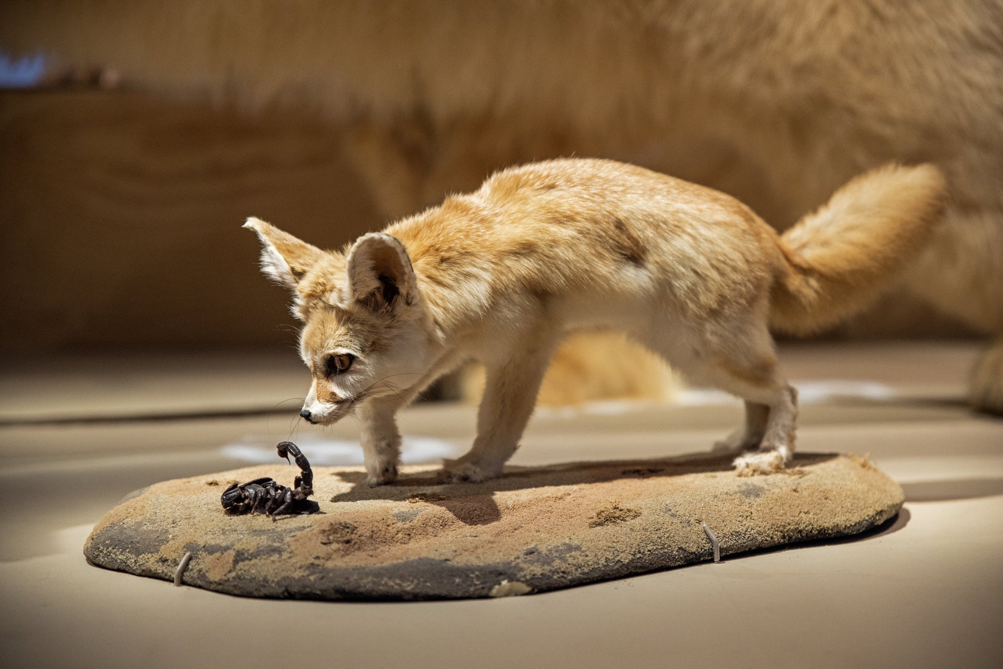 Déserts - Août 2025