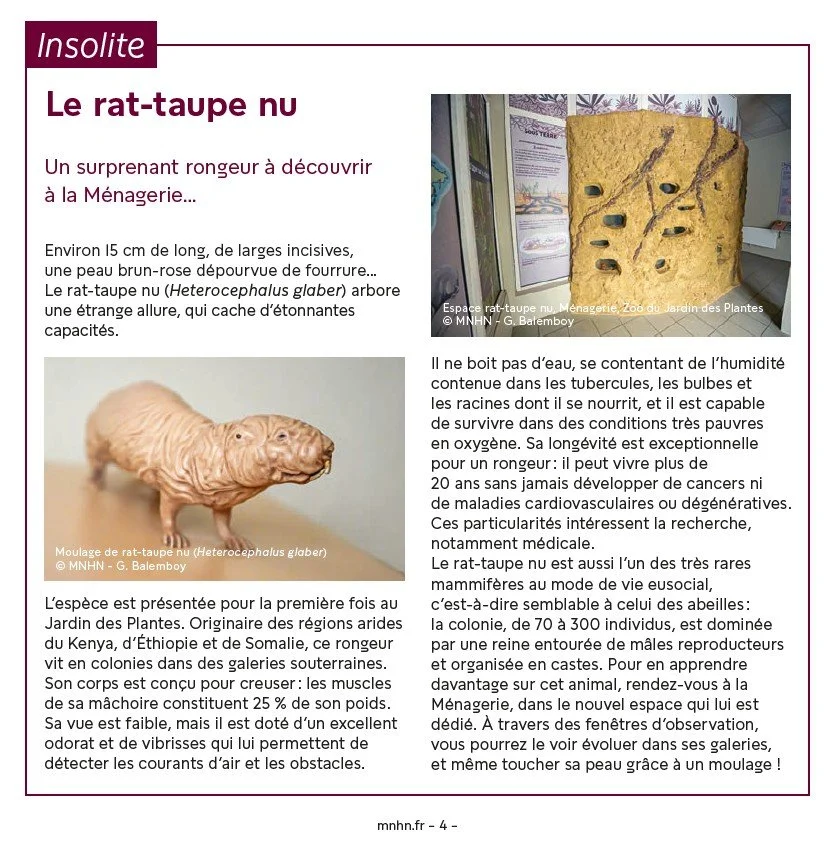 Arrival of the naked mole-rats - Ménagerie du Jardin des Plantes, MNHN, Paris - La Girafe #18 - 2026