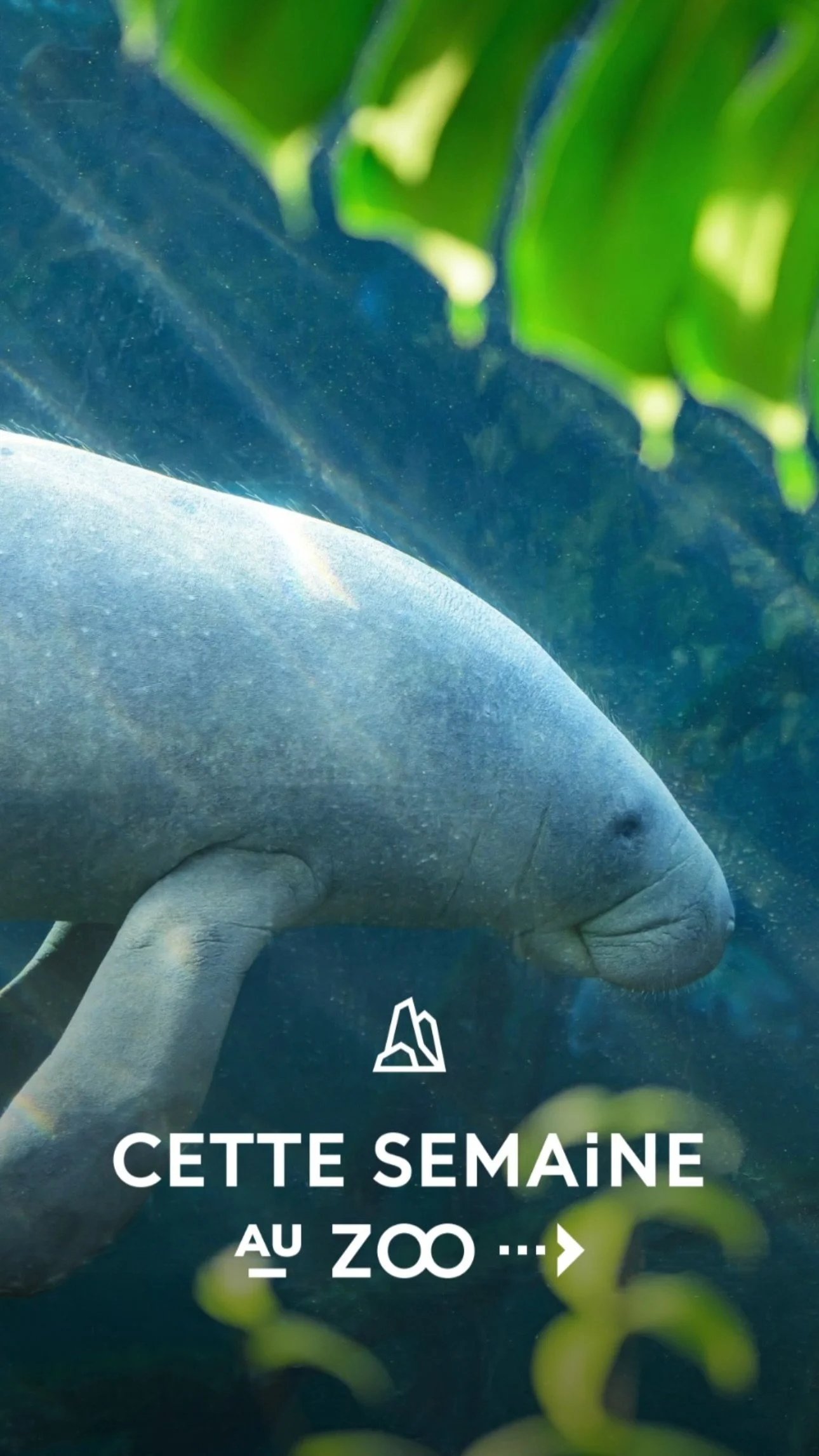 2026 Instagram story for the Zoo de Paris, MNHN, Paris