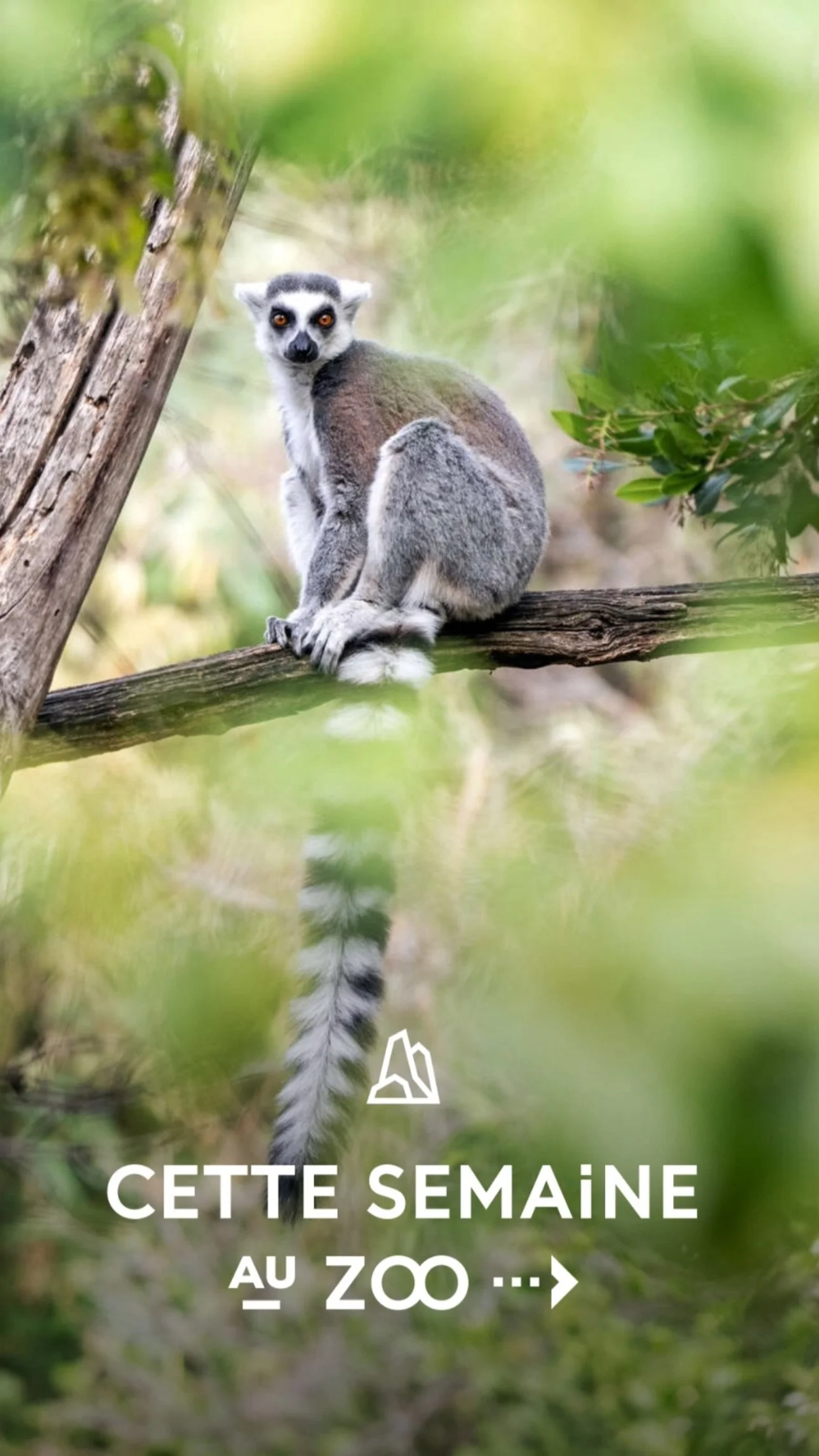 2026 Instagram story for the Zoo de Paris, MNHN, Paris
