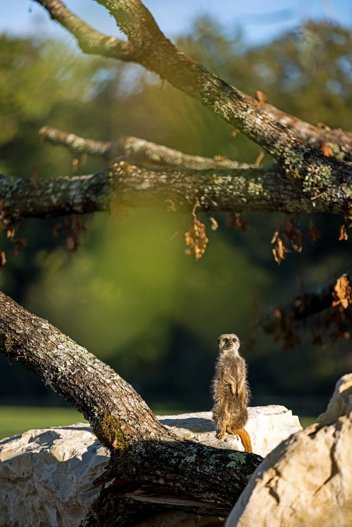 Suricate - Octobre 2025