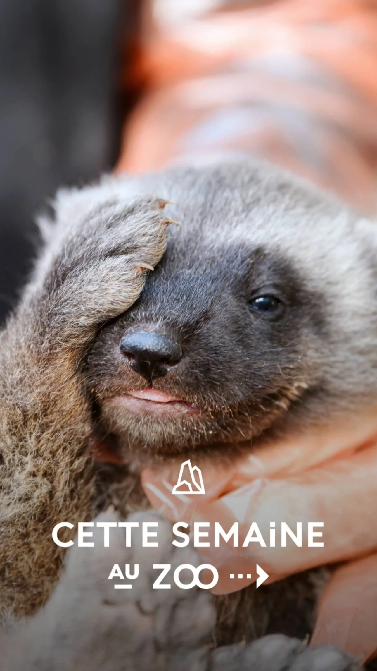 2026 Instagram story for the Zoo de Paris, MNHN, Paris