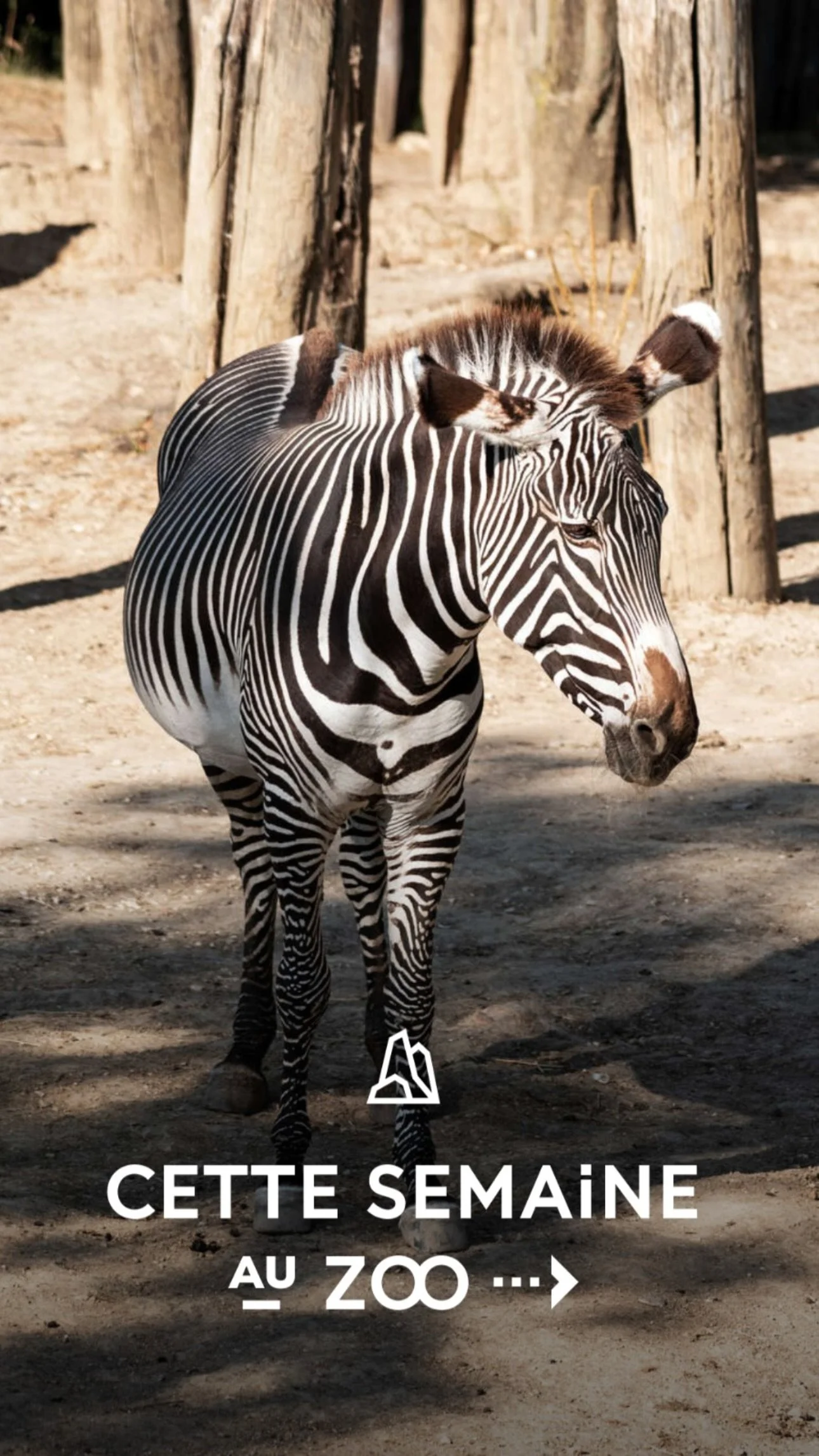 2026 Instagram story for the Zoo de Paris, MNHN, Paris