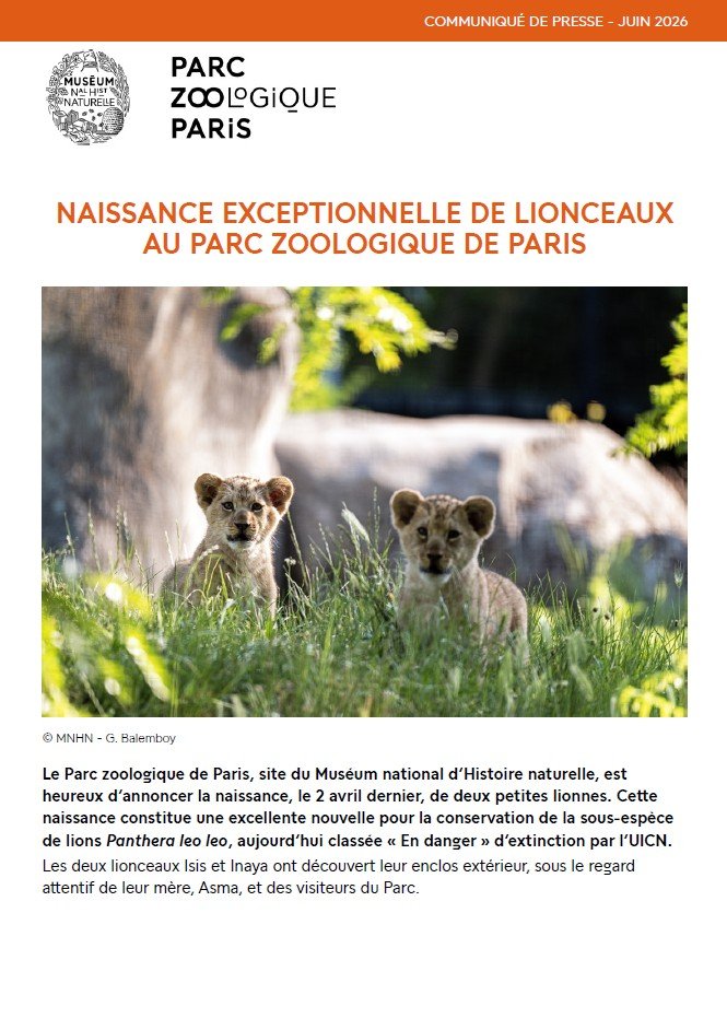 Birth of northern african lions, press release, MNHN, Paris, 2026