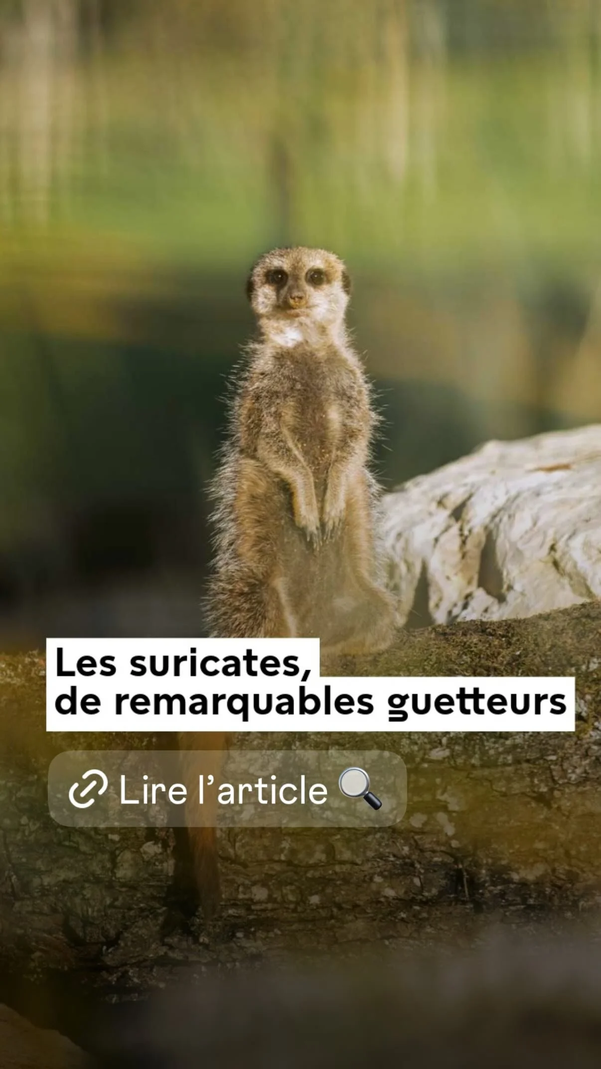 2026 Instagram story for the Muséum, MNHN, Paris