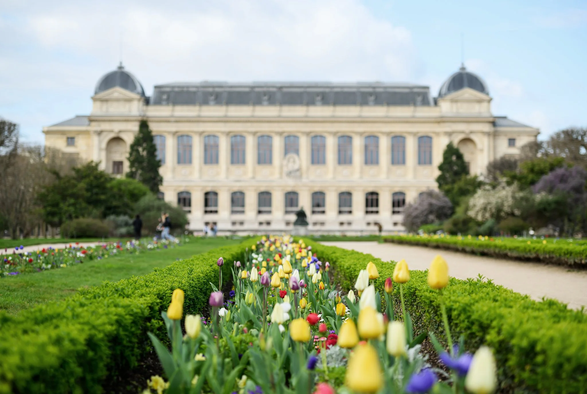 Floraison de la perspective - Mars 2026