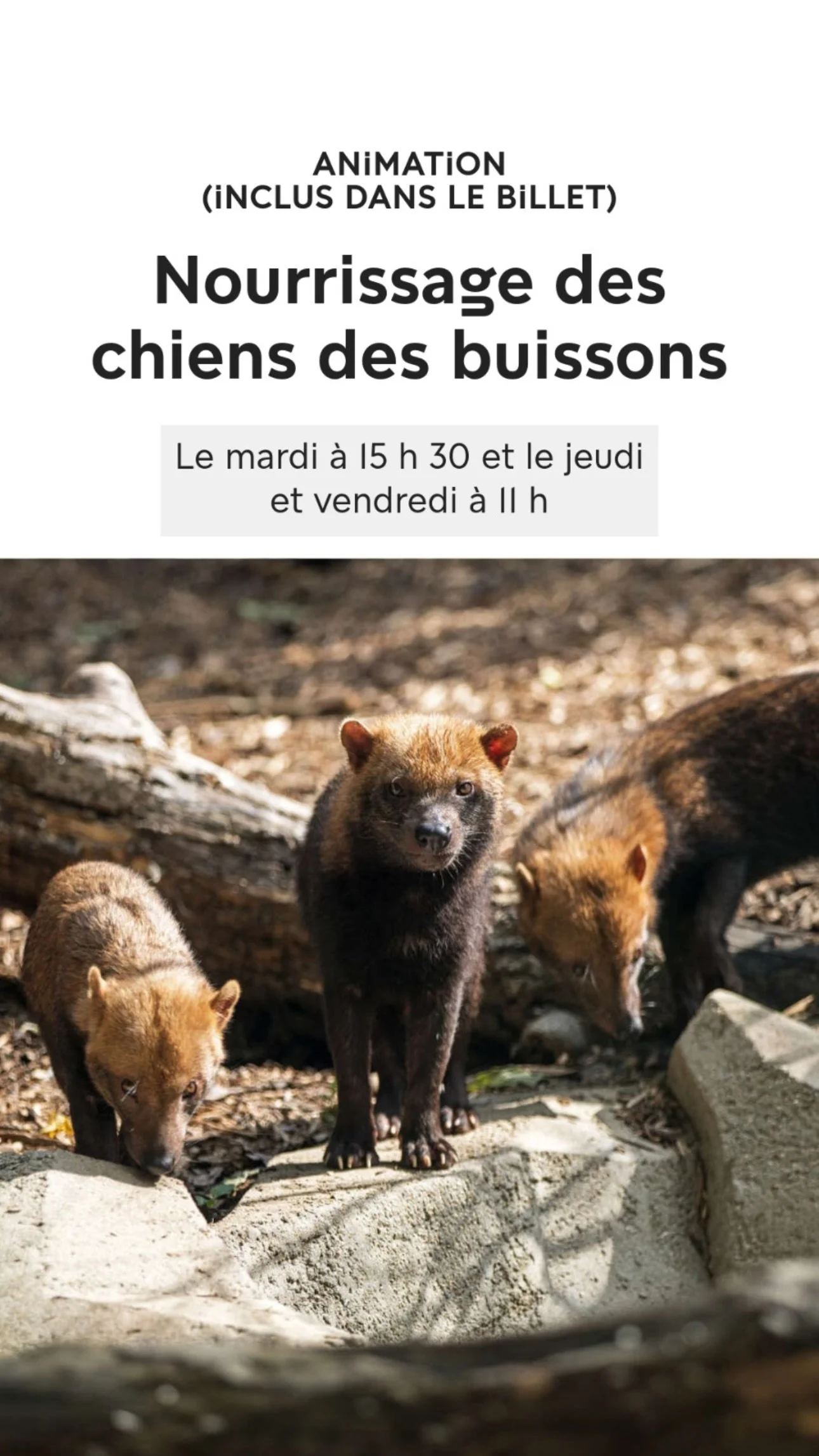 2026 Instagram story for the Zoo de Paris, MNHN, Paris