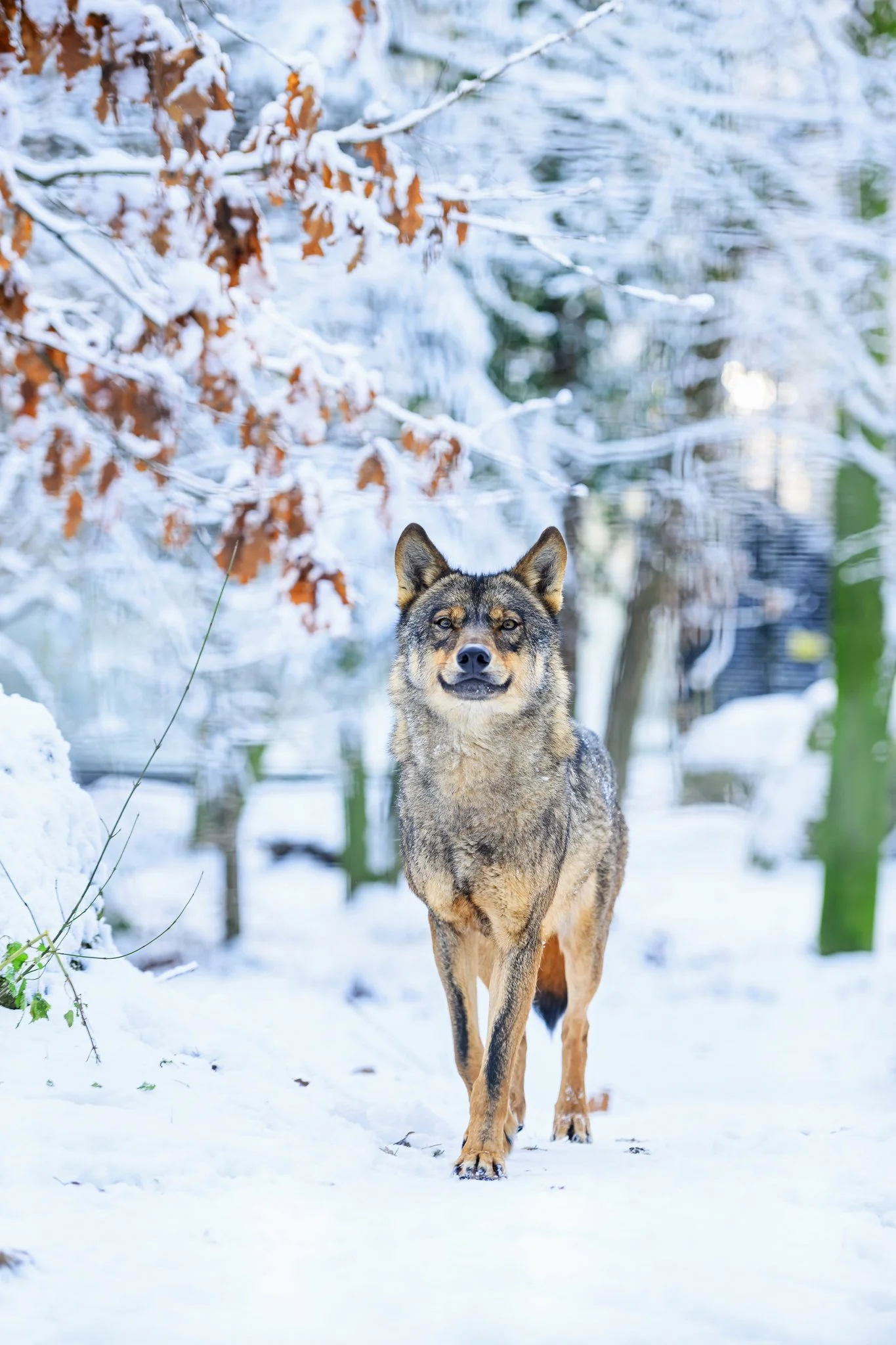 Loup ibérique - Janvier 2026