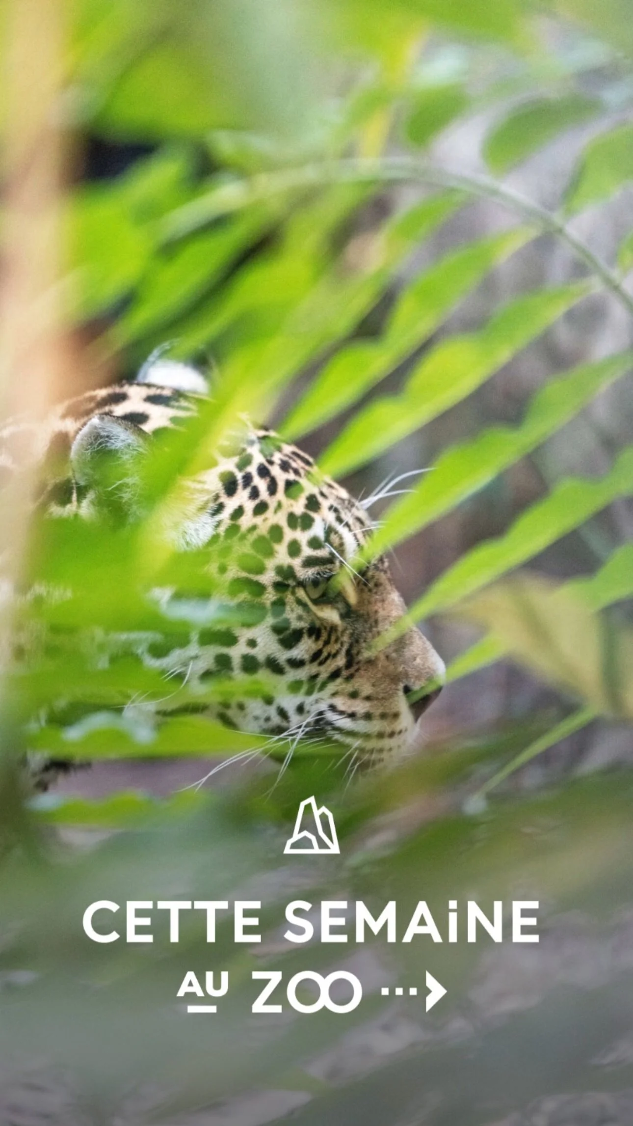2026 Instagram story for the Zoo de Paris, MNHN, Paris
