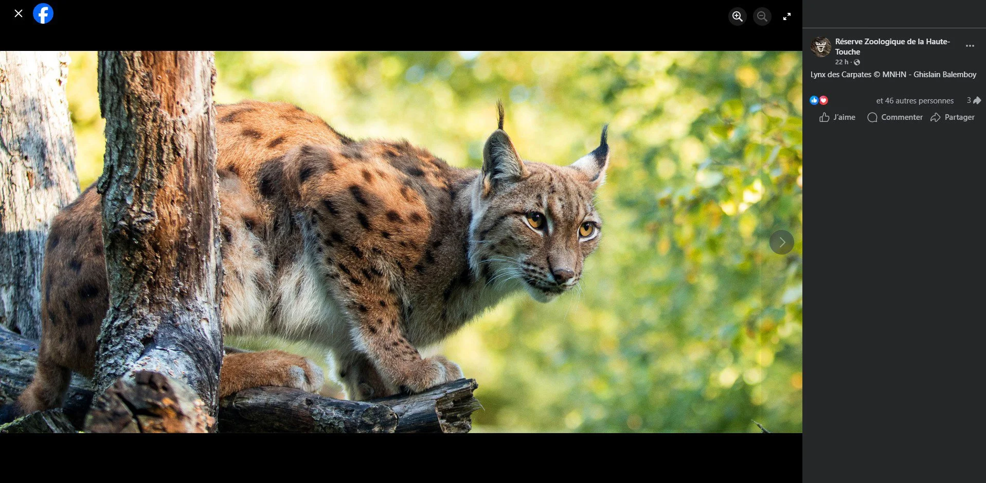 Lynx, Facebook banner, Réserve Zoologique de la Haute-Touche, MNHN, Azay-le-Ferron - 2026