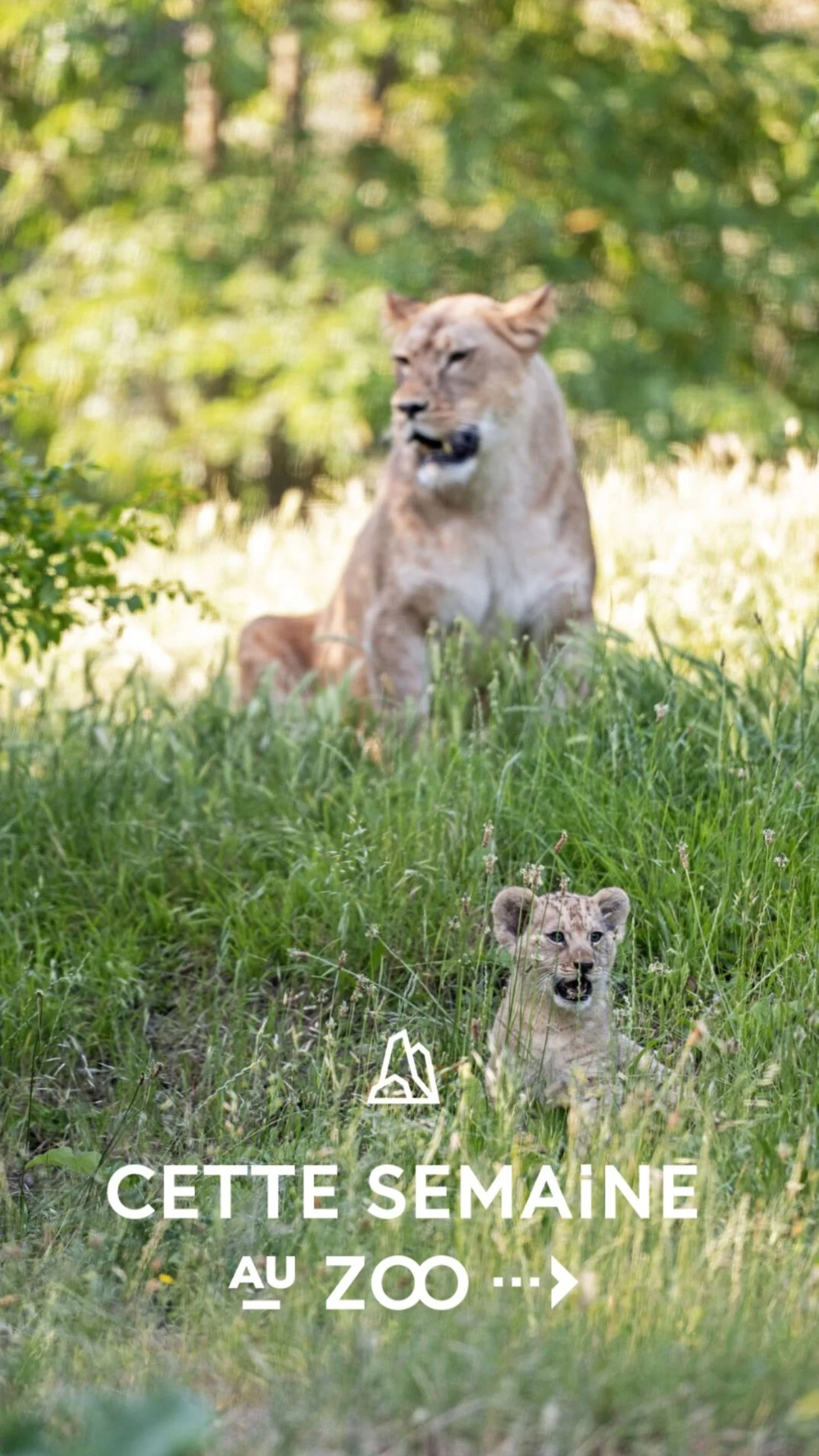 2026 Instagram story for the Zoo de Paris, MNHN, Paris