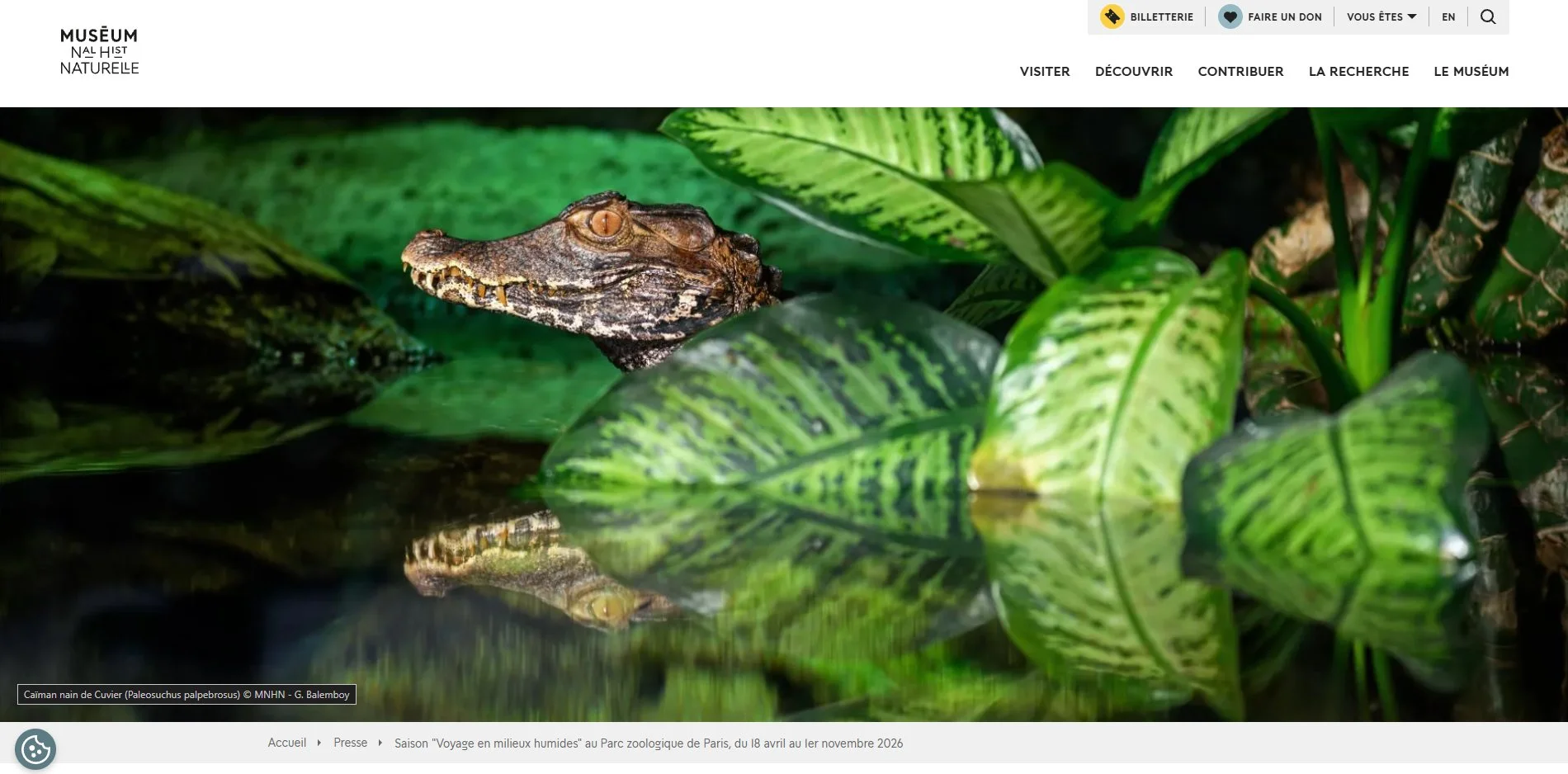 Dwarf caiman, Zoo de Paris website, MNHN, Paris - 2026