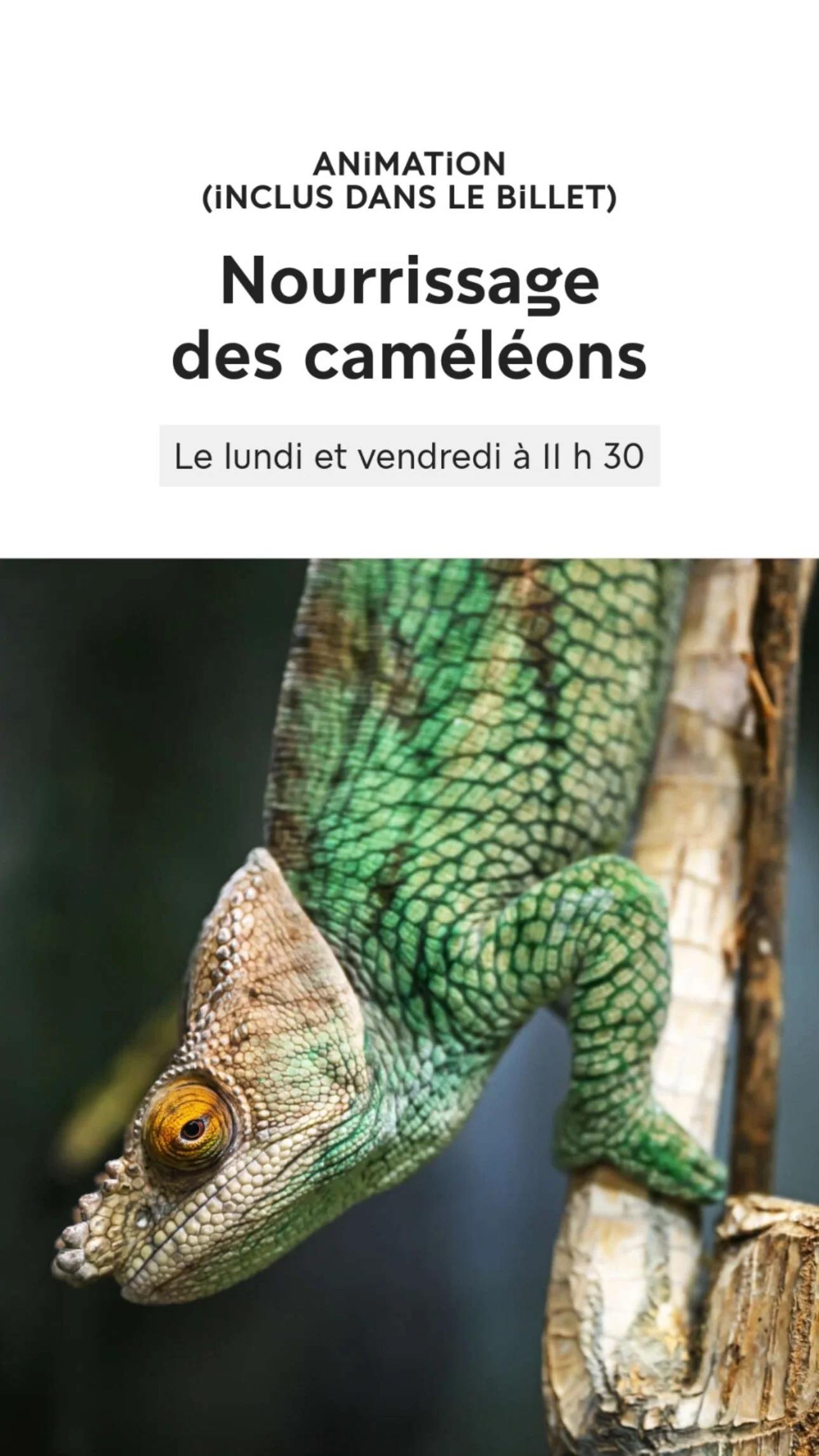 2026 Instagram story for the Zoo de Paris, MNHN, Paris