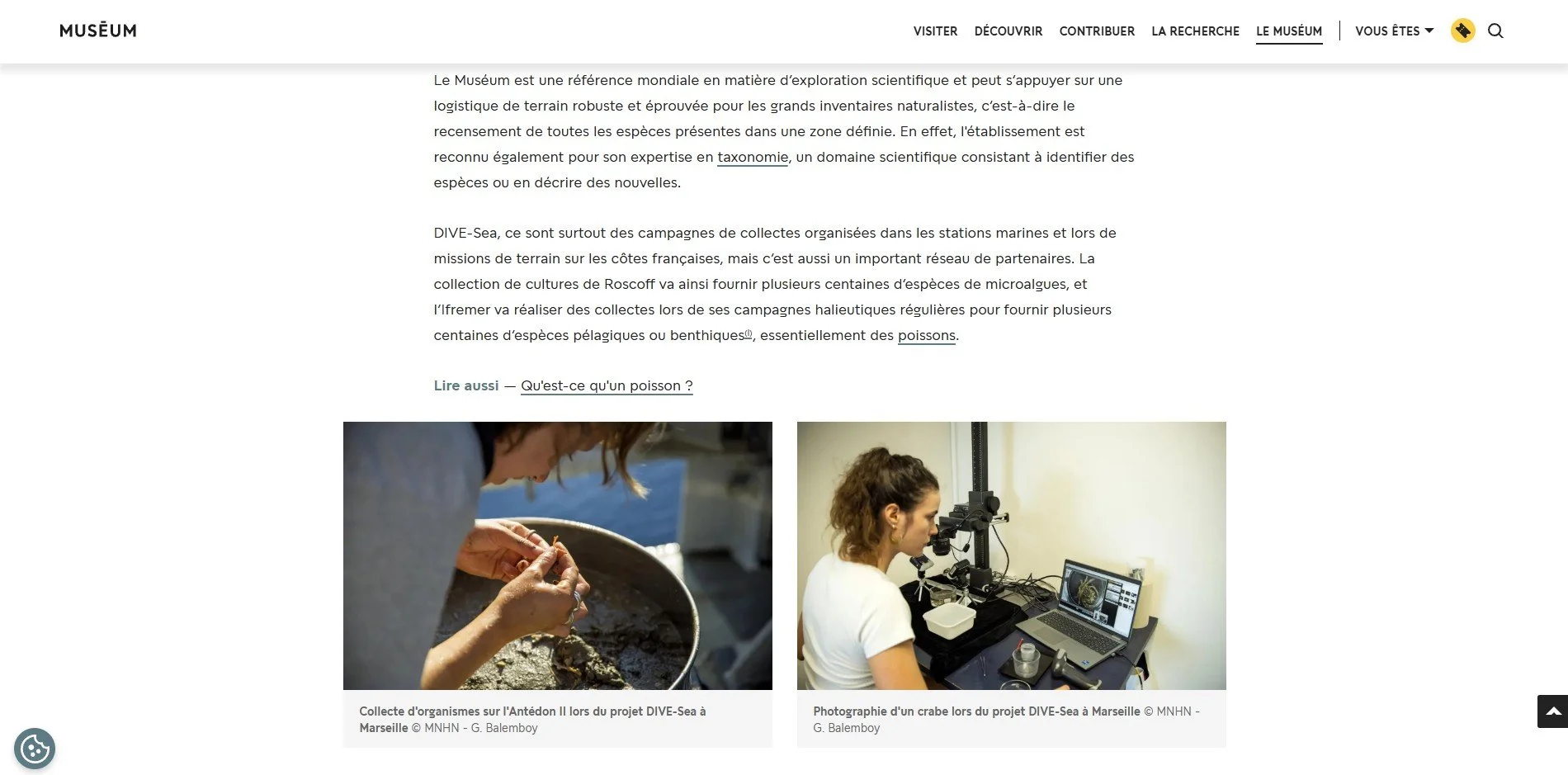 DIVE-Sea - MNHN website, MNHN, Paris - 2025