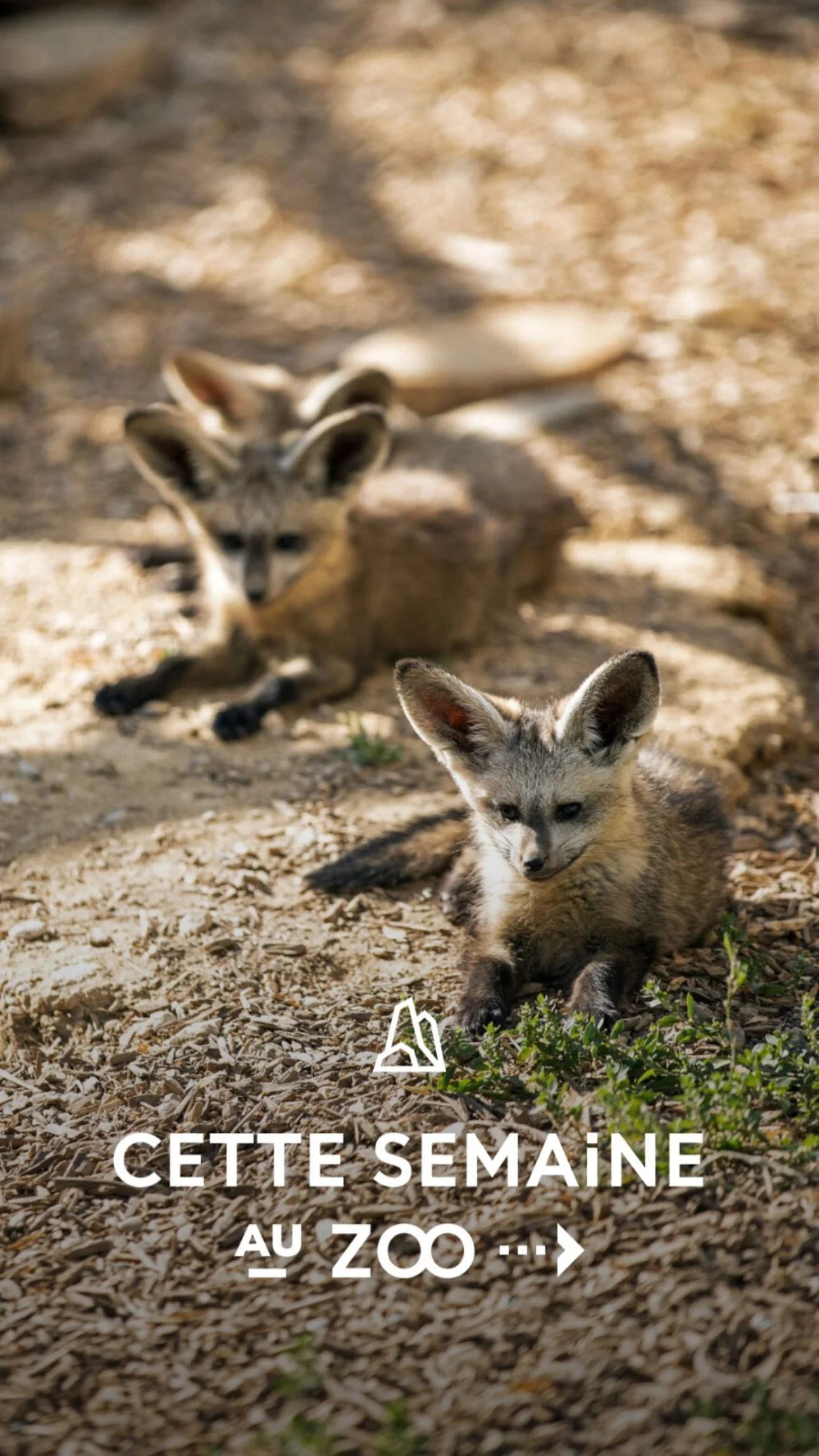 2026 Instagram story for the Zoo de Paris, MNHN, Paris